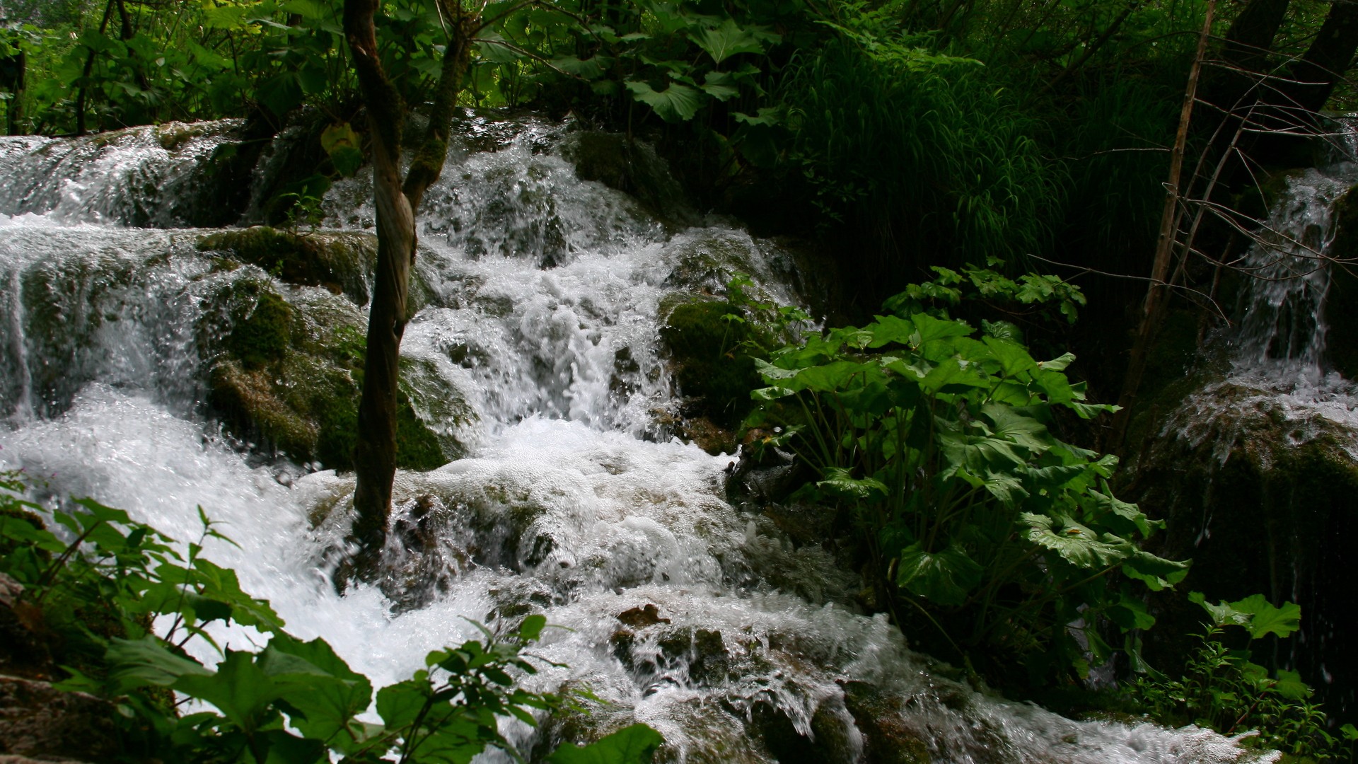 General 1920x1080 nature forest creeks plants