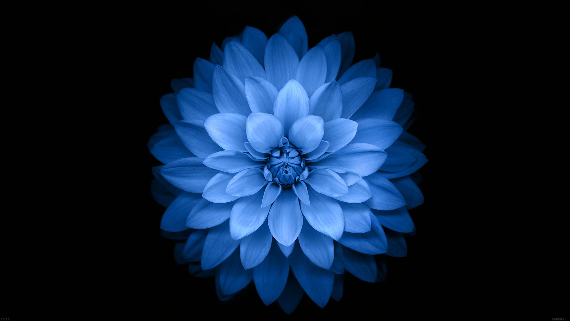General 1920x1080 flowers black simple background minimalism blue flowers blue black background plants