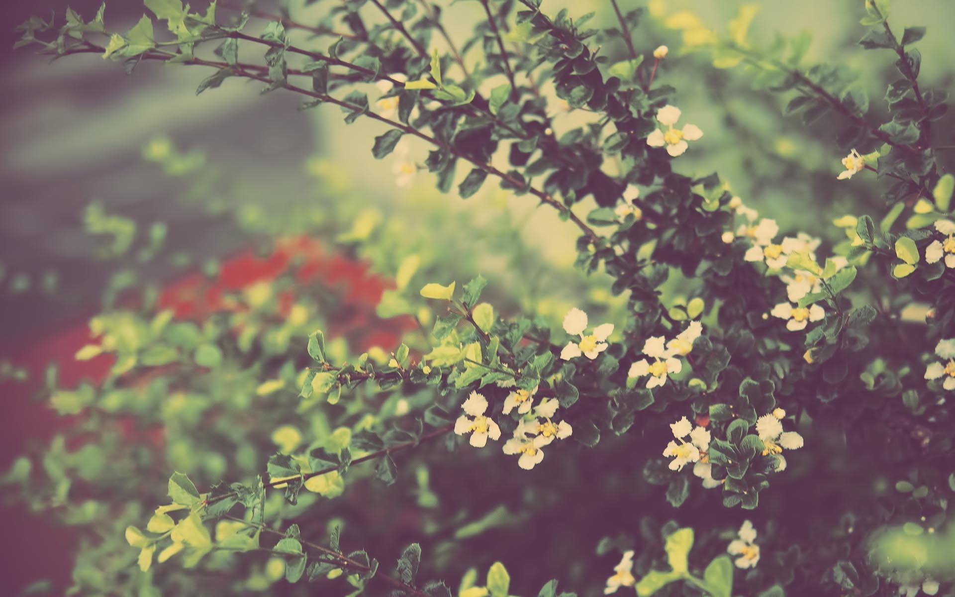 General 1920x1200 flowers blurred outdoors plants