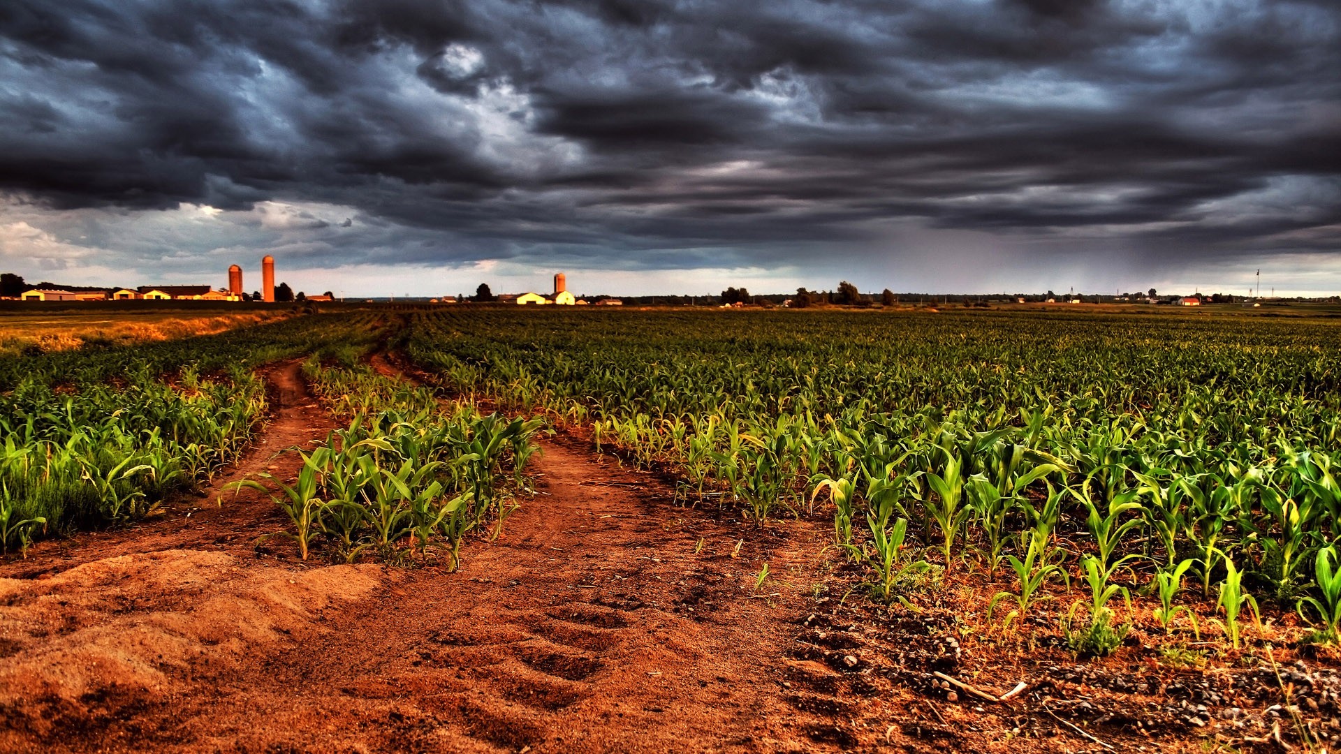 General 1920x1080 field corn landscape HDR overcast Agro (Plants) plants outdoors clouds