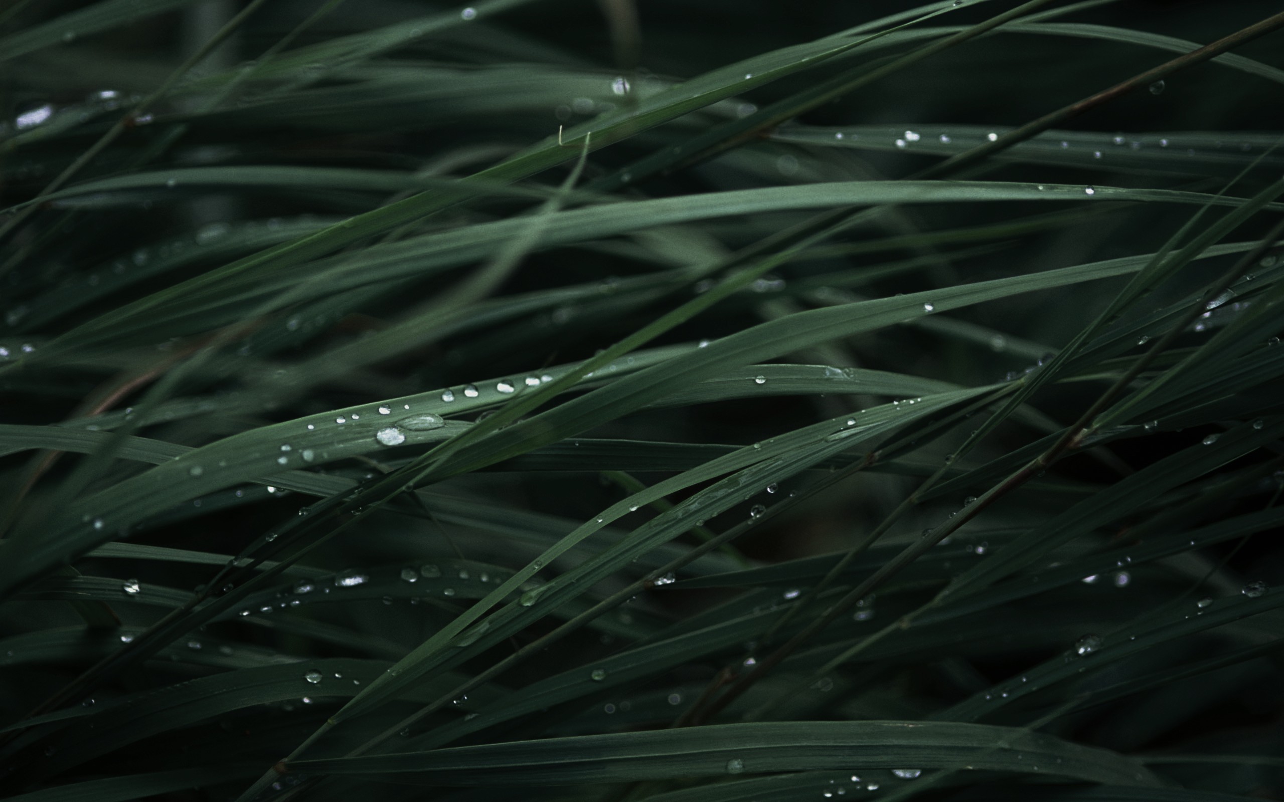 General 2560x1600 plants leaves water drops dew green