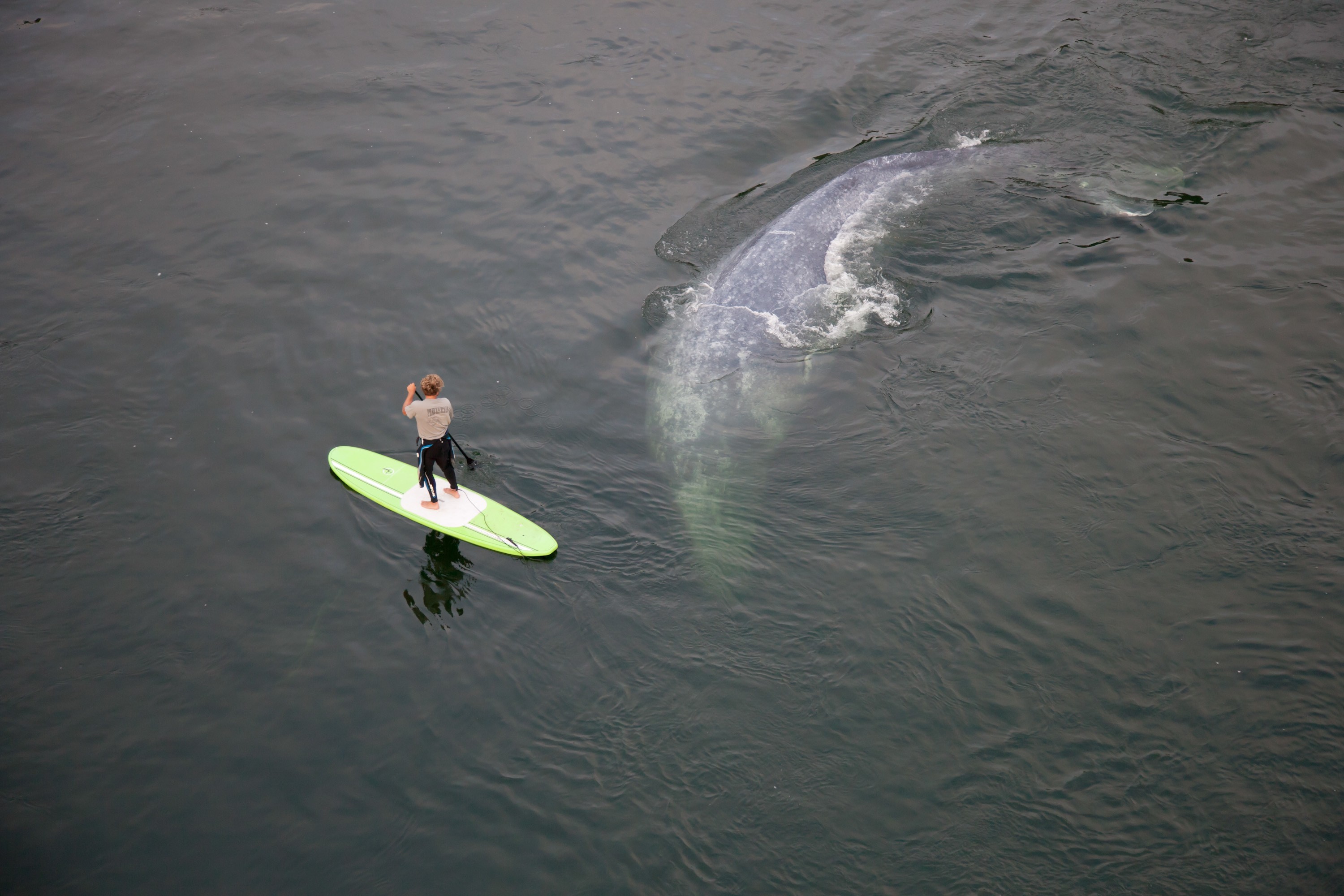 General 3000x2000 animals whale mammals nature outdoors paddleboard