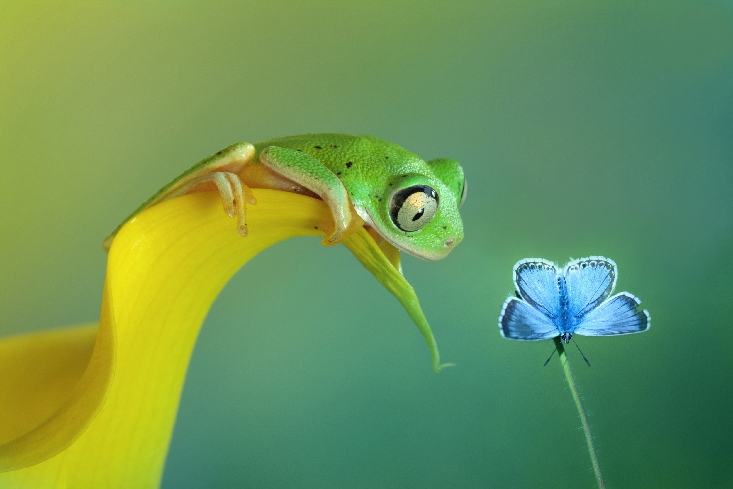 General 2500x1667 butterfly frog macro amphibian animals insect gradient simple background