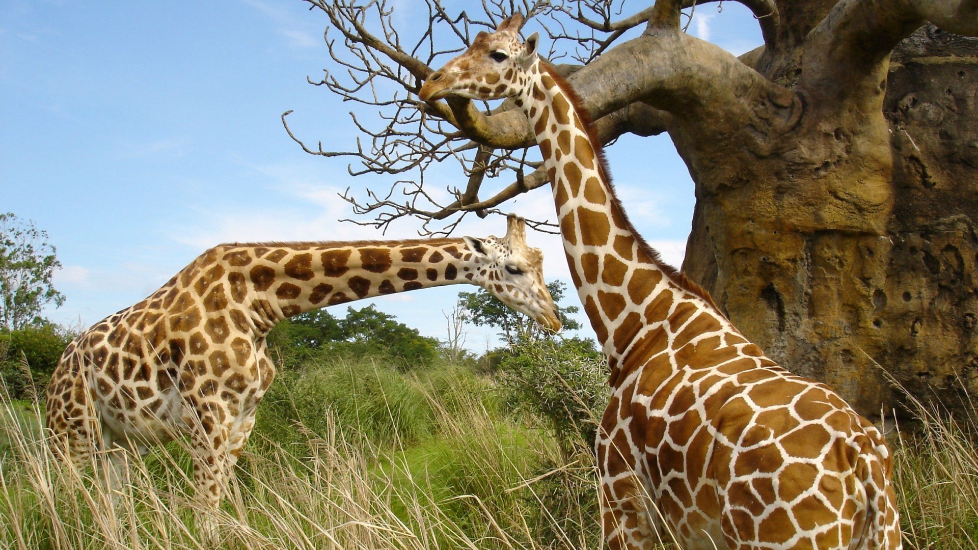 General 1920x1080 animals giraffes nature mammals Africa outdoors plants