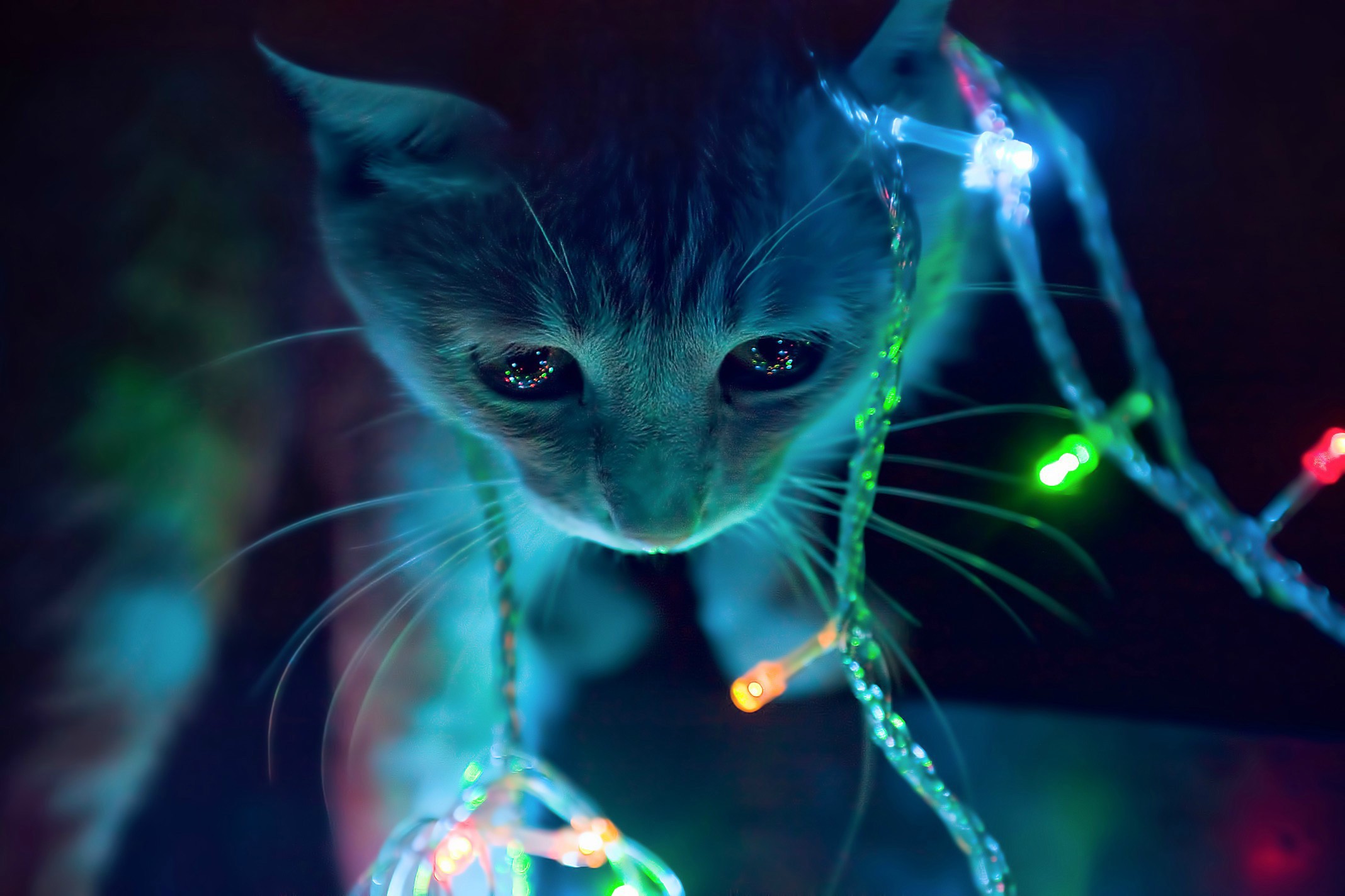 General 2136x1424 colorful animals cats Christmas lights kittens cyan macro mammals LEDs feline