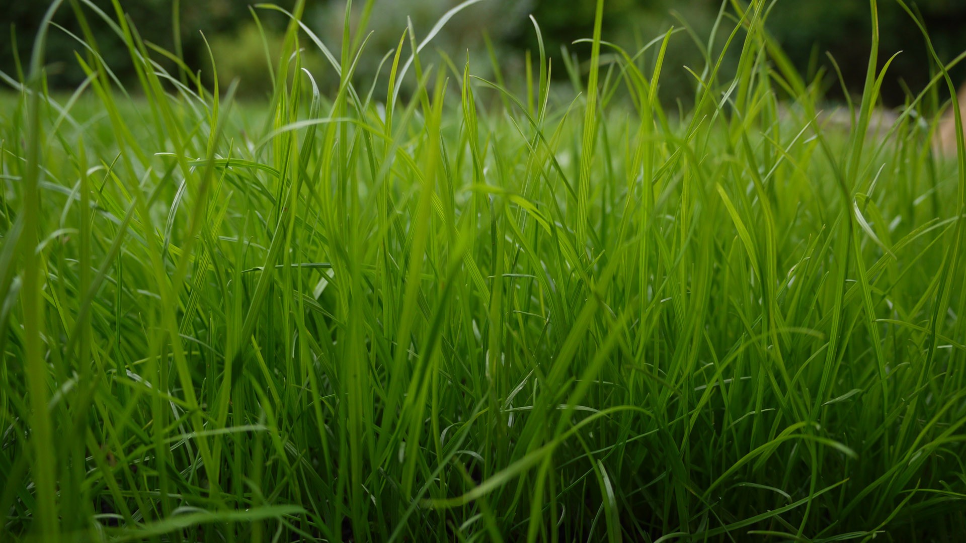General 1920x1080 grass plants outdoors