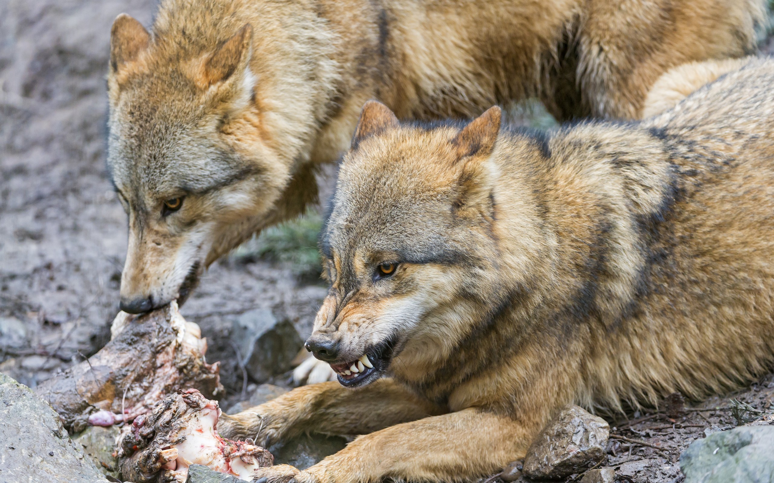 General 2560x1600 wolf animals mammals closeup eating