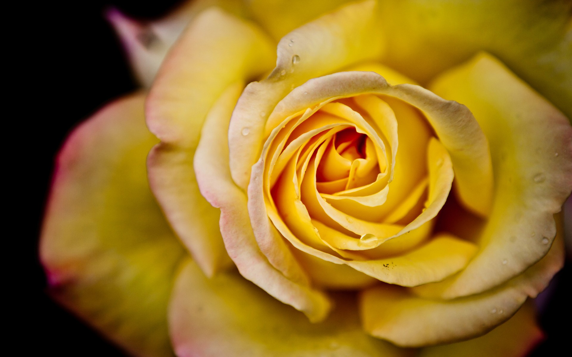 General 1920x1200 flowers rose yellow flowers yellow flower yellow roses plants