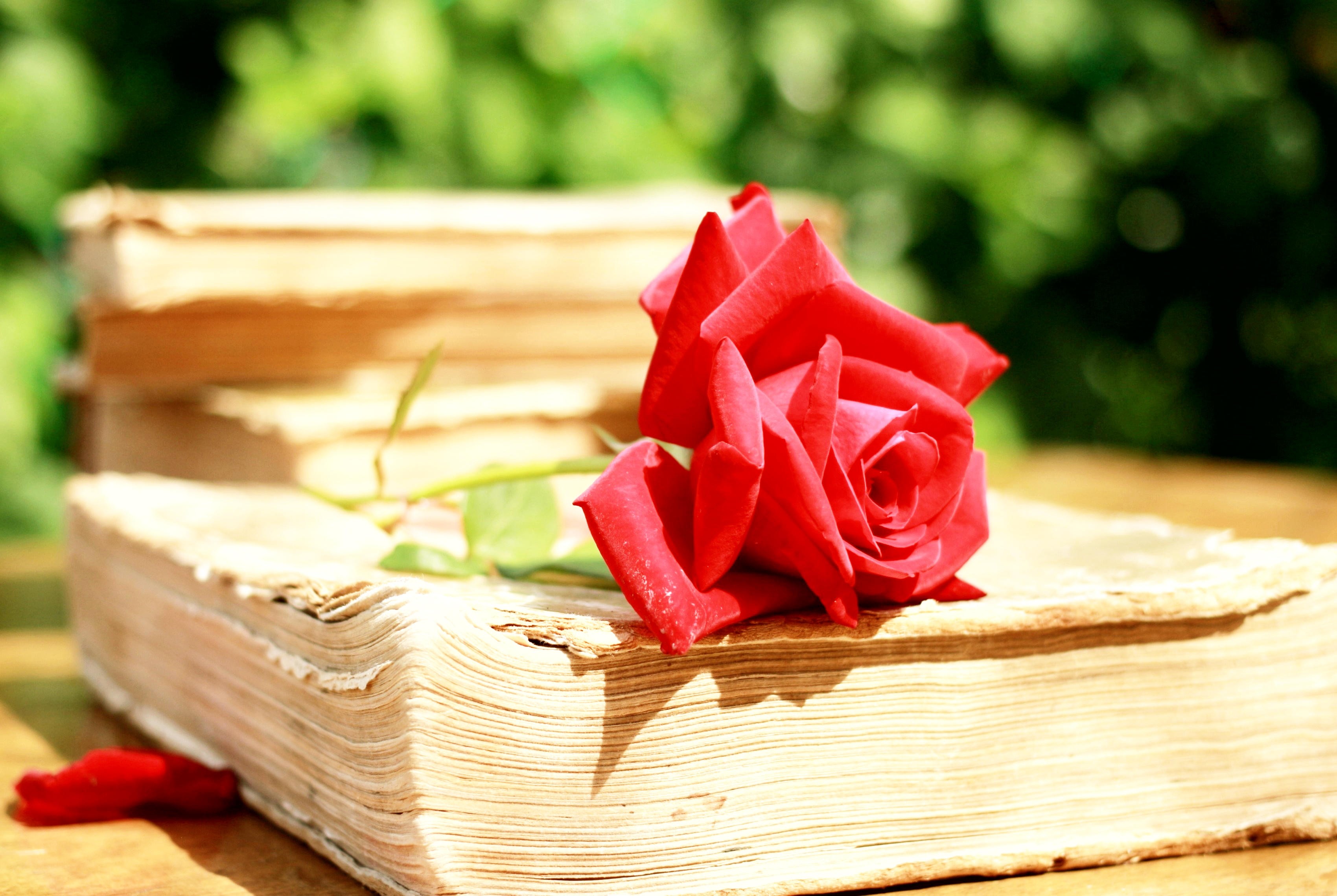 General 3400x2280 books flowers depth of field rose plants red flowers