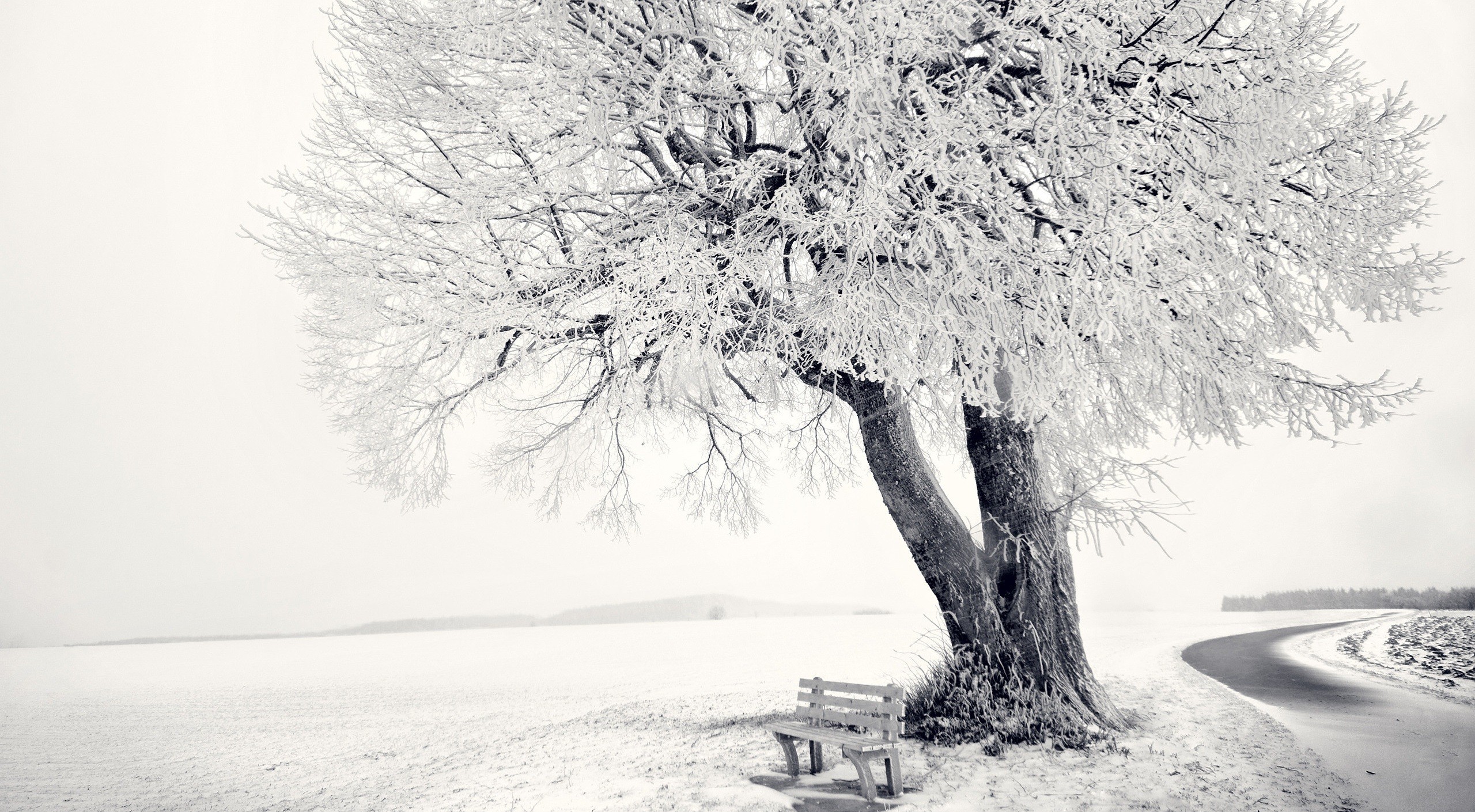 General 2560x1410 winter monochrome bench snow landscape outdoors cold ice trees