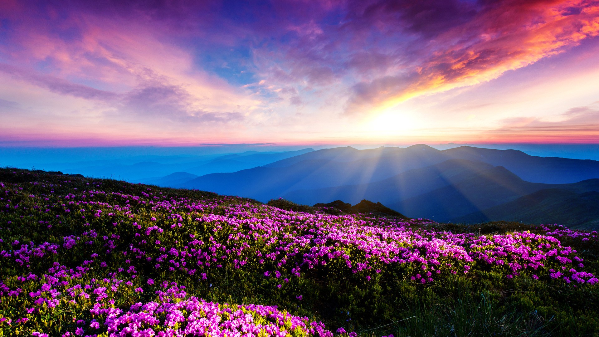 General 1920x1080 flowers landscape pink flowers mountains sunlight sun rays plants panorama