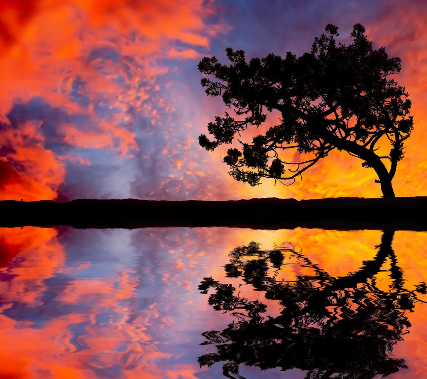 General 1440x1280 landscape trees reflection sky nature orange sky water outdoors