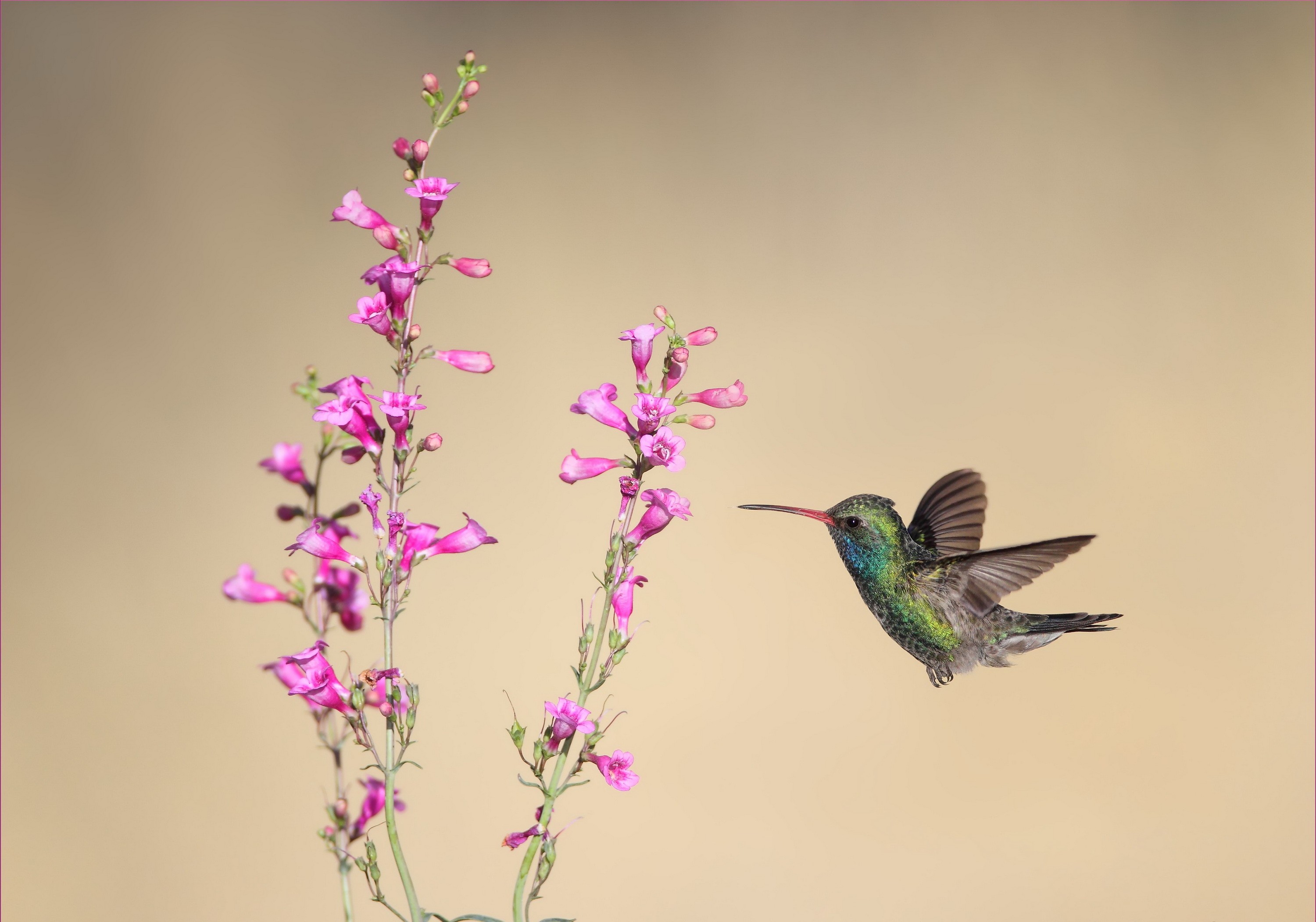 General 3000x2104 animals flowers birds hummingbirds plants