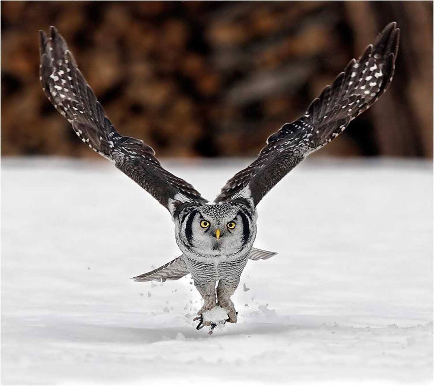 General 1440x1280 snow animals owl winter wings birds
