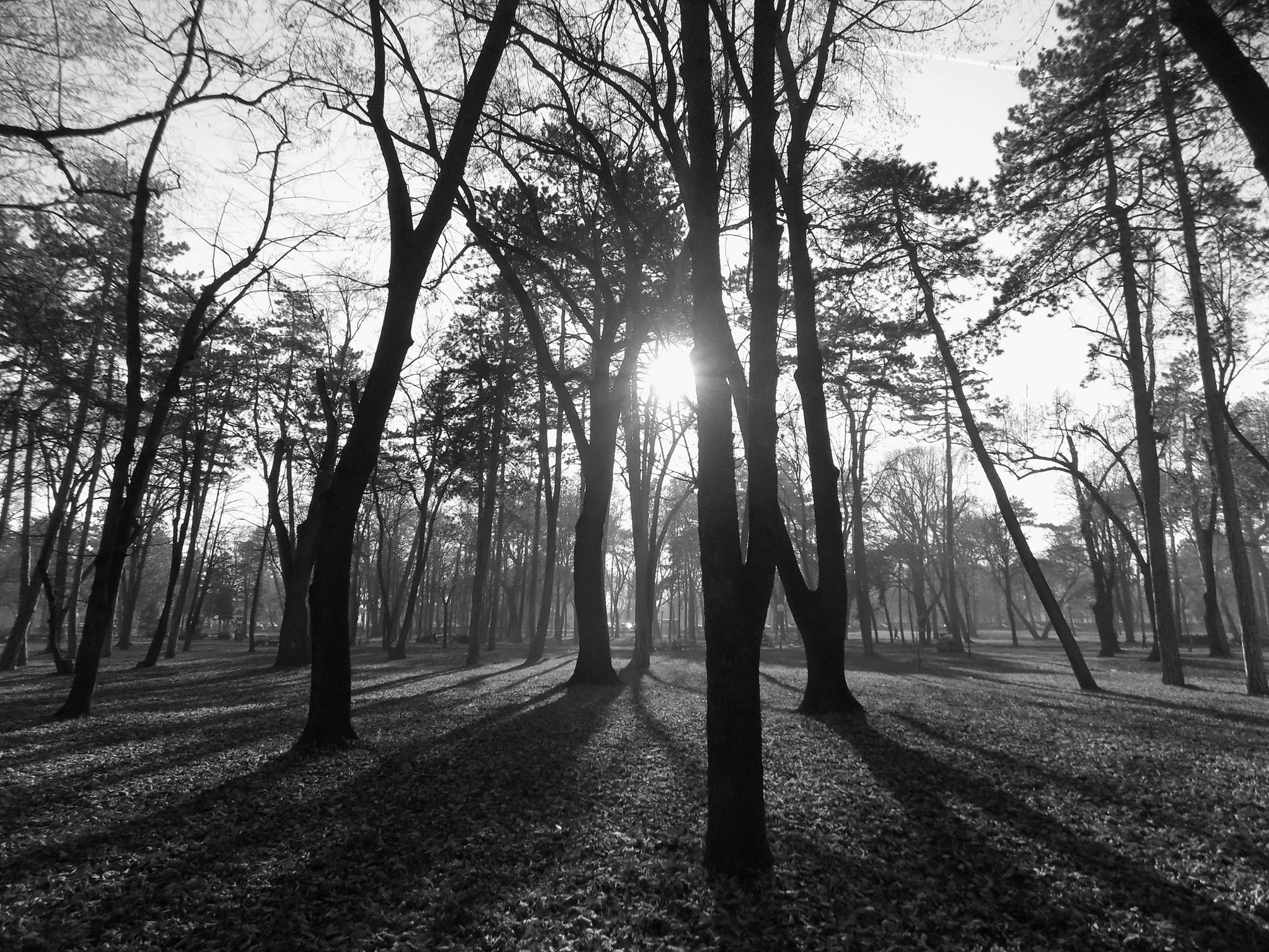 General 2048x1536 monochrome park nature Serbia outdoors sunlight trees