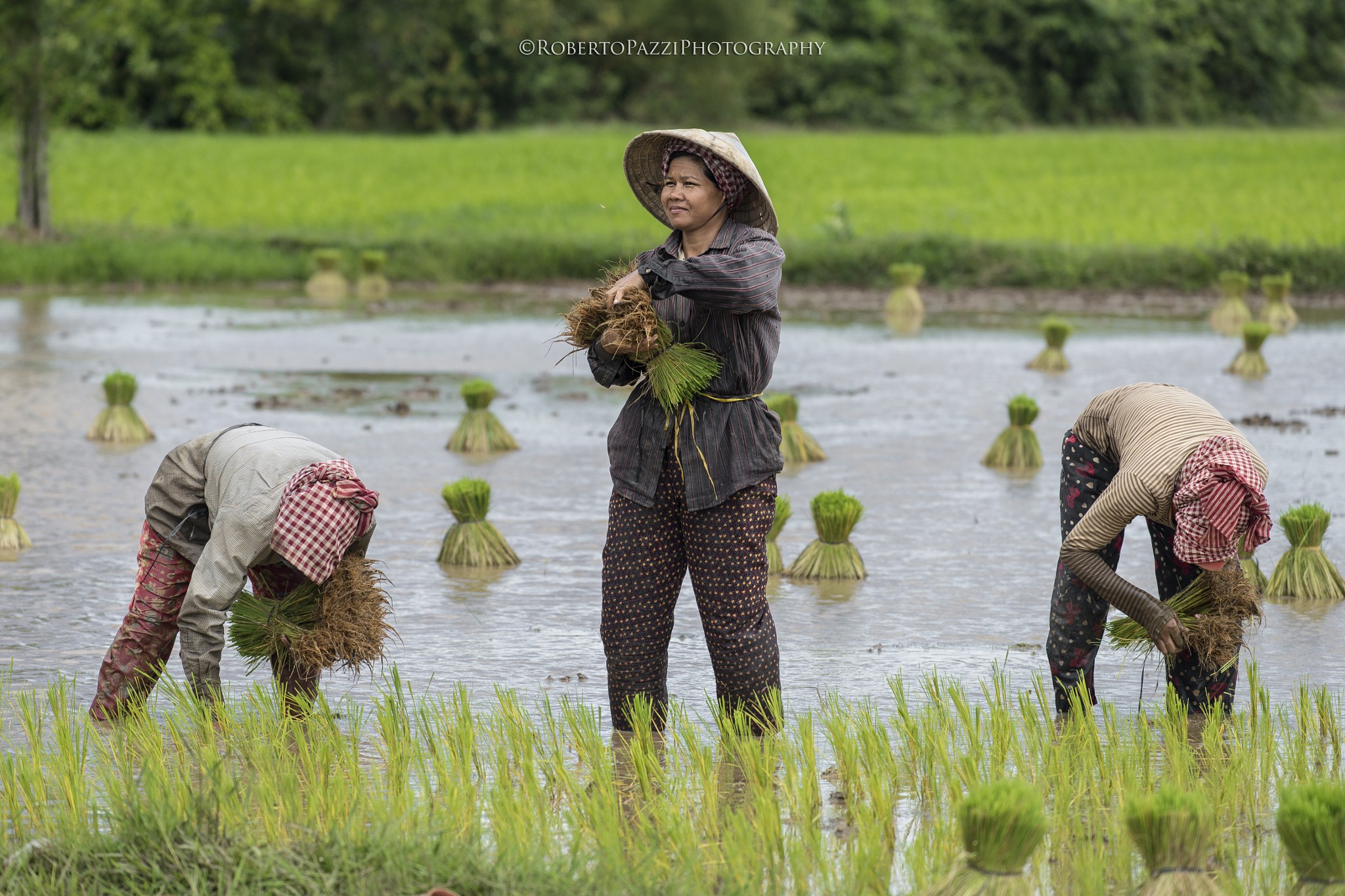 People 2048x1365 peasants rice fields Asian watermarked Asia Agro (Plants) workers women women outdoors