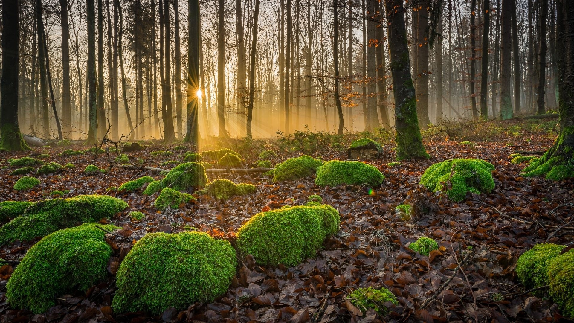 General 1920x1080 nature trees forest fall leaves moss sun rays sunlight plants