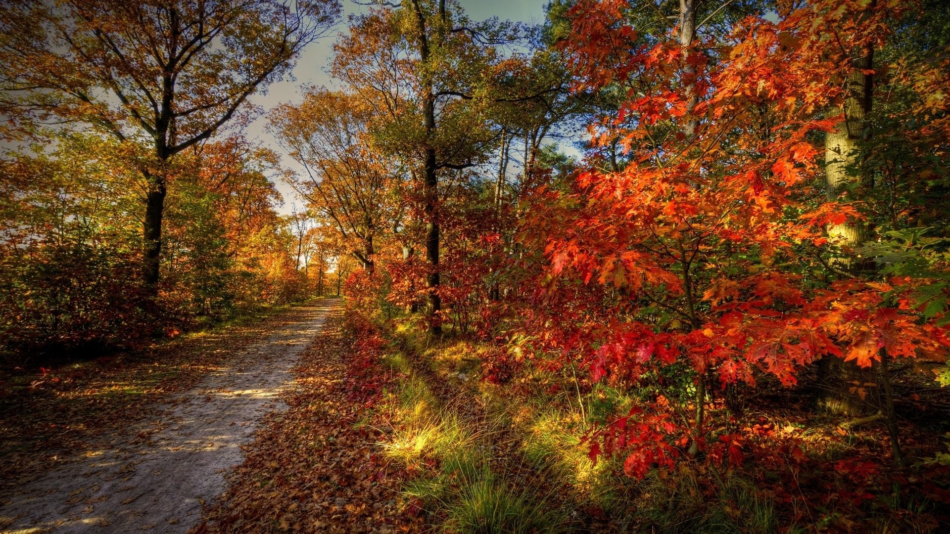 General 1920x1080 trees fall leaves fallen leaves nature outdoors path