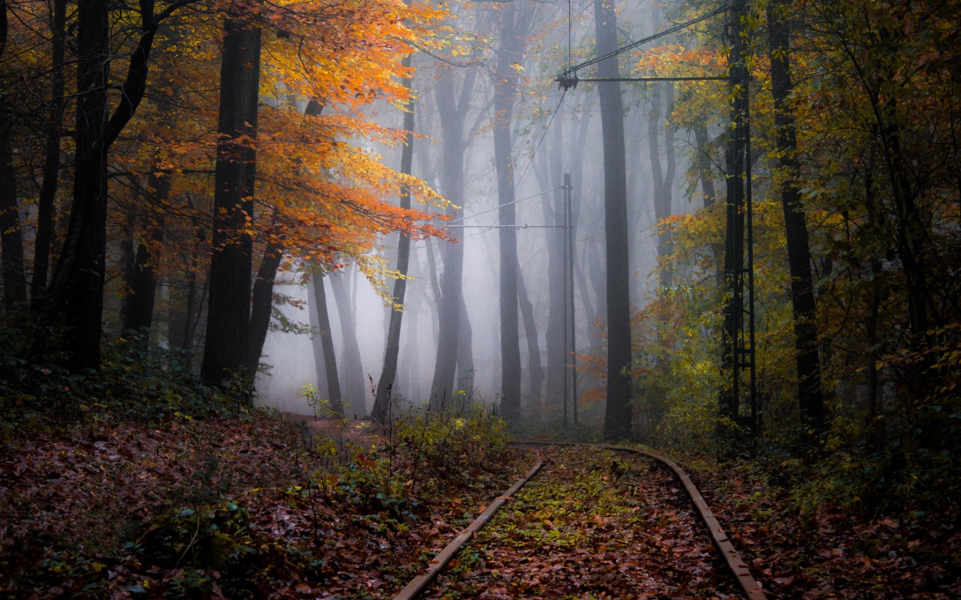 General 1920x1200 forest power lines fall mist railway trees