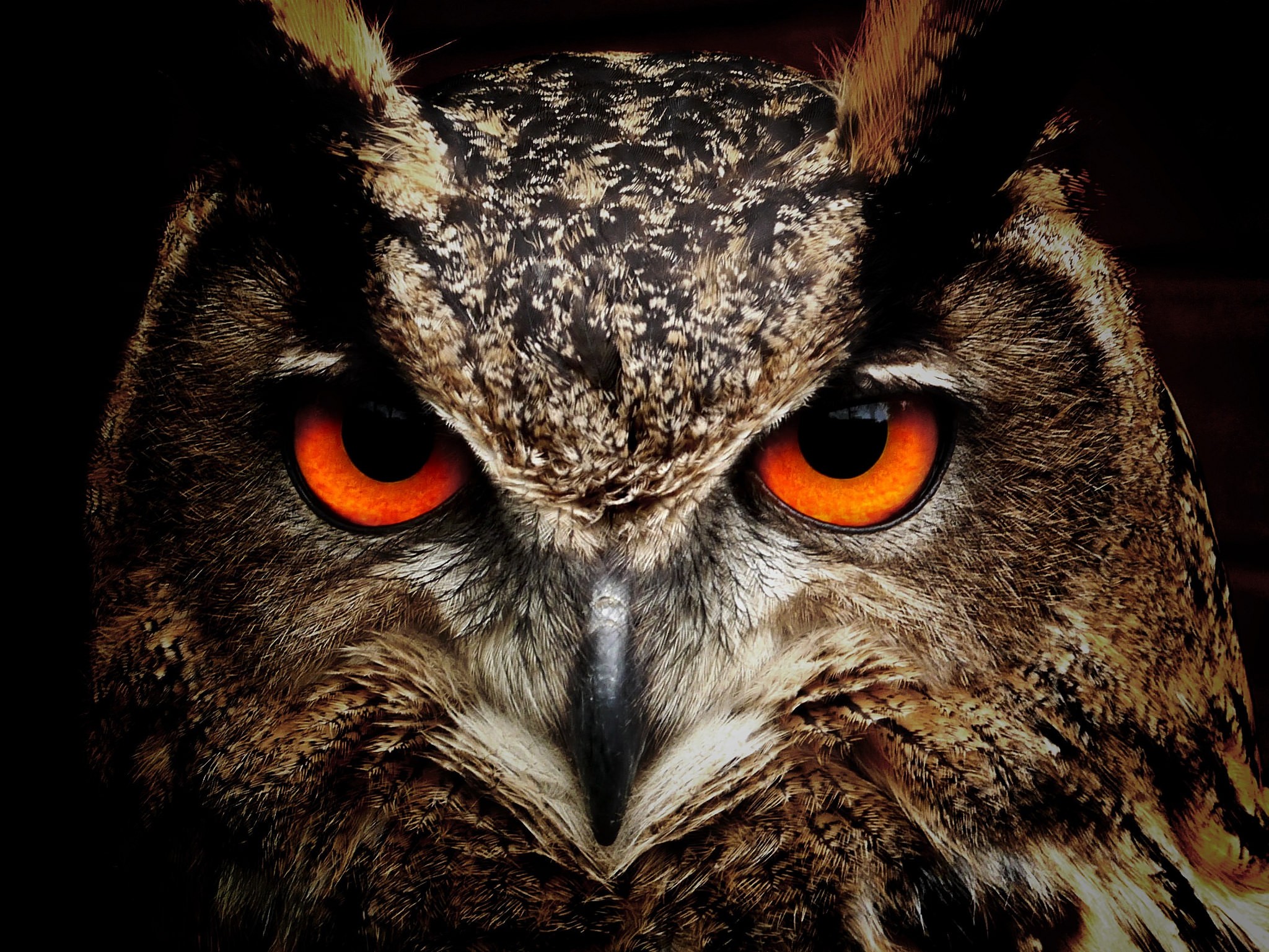 General 2048x1537 birds animals owl animal eyes closeup