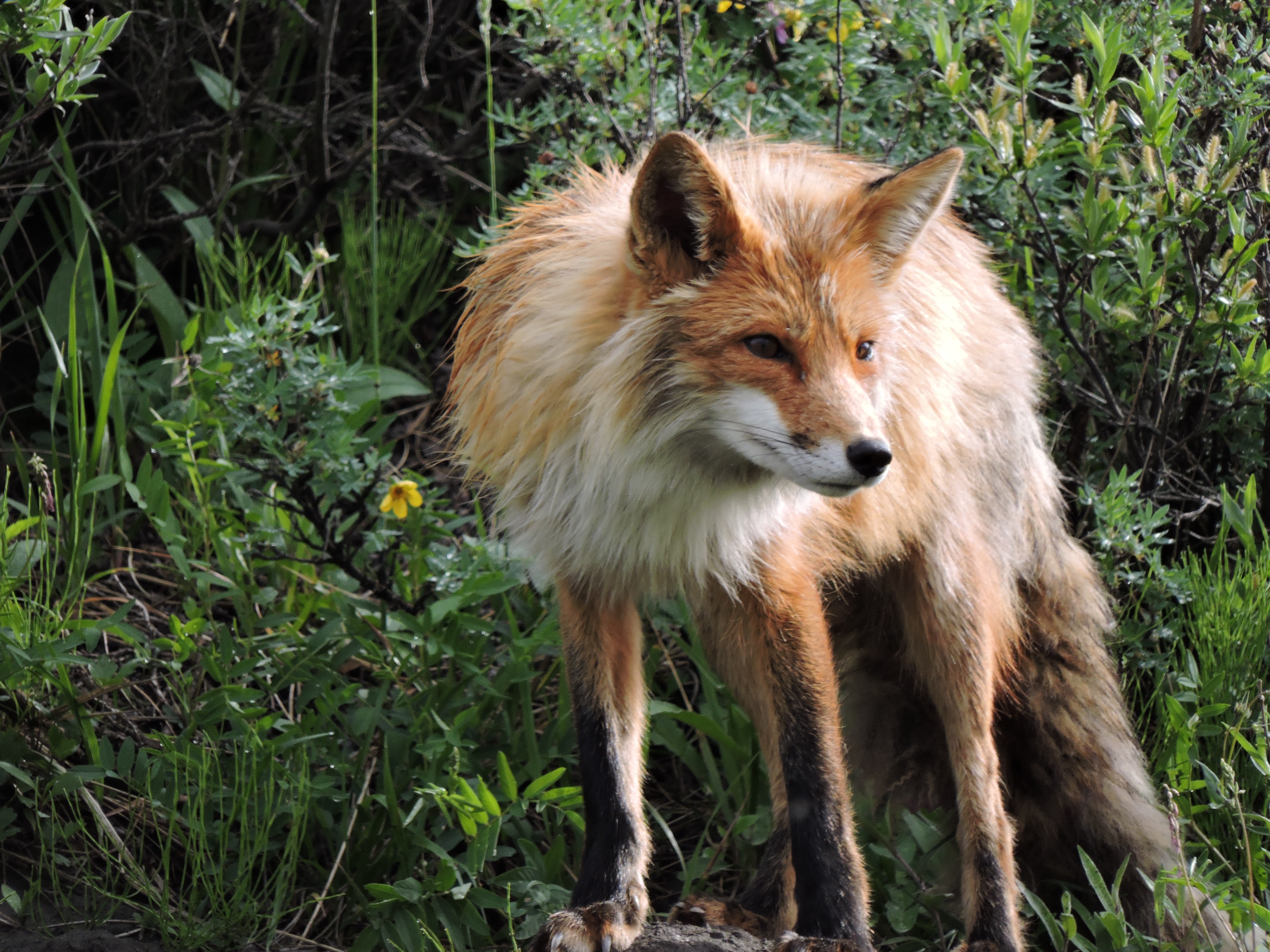 Fox 1 6. Лиса. Лиса обои. Лисы в дикой природе. Фото дикой лисы.