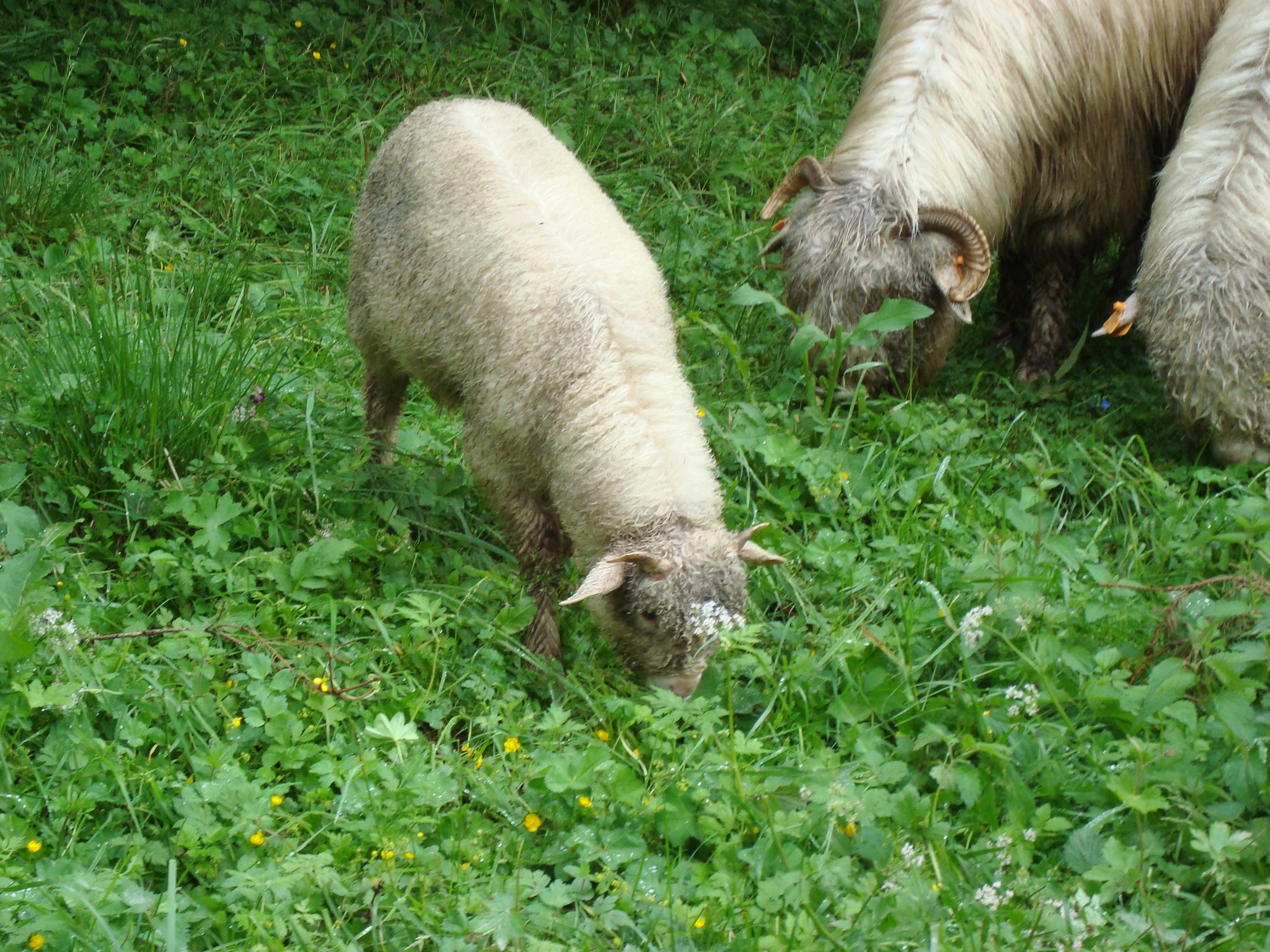 General 3072x2304 sheep animals grass mammals outdoors plants