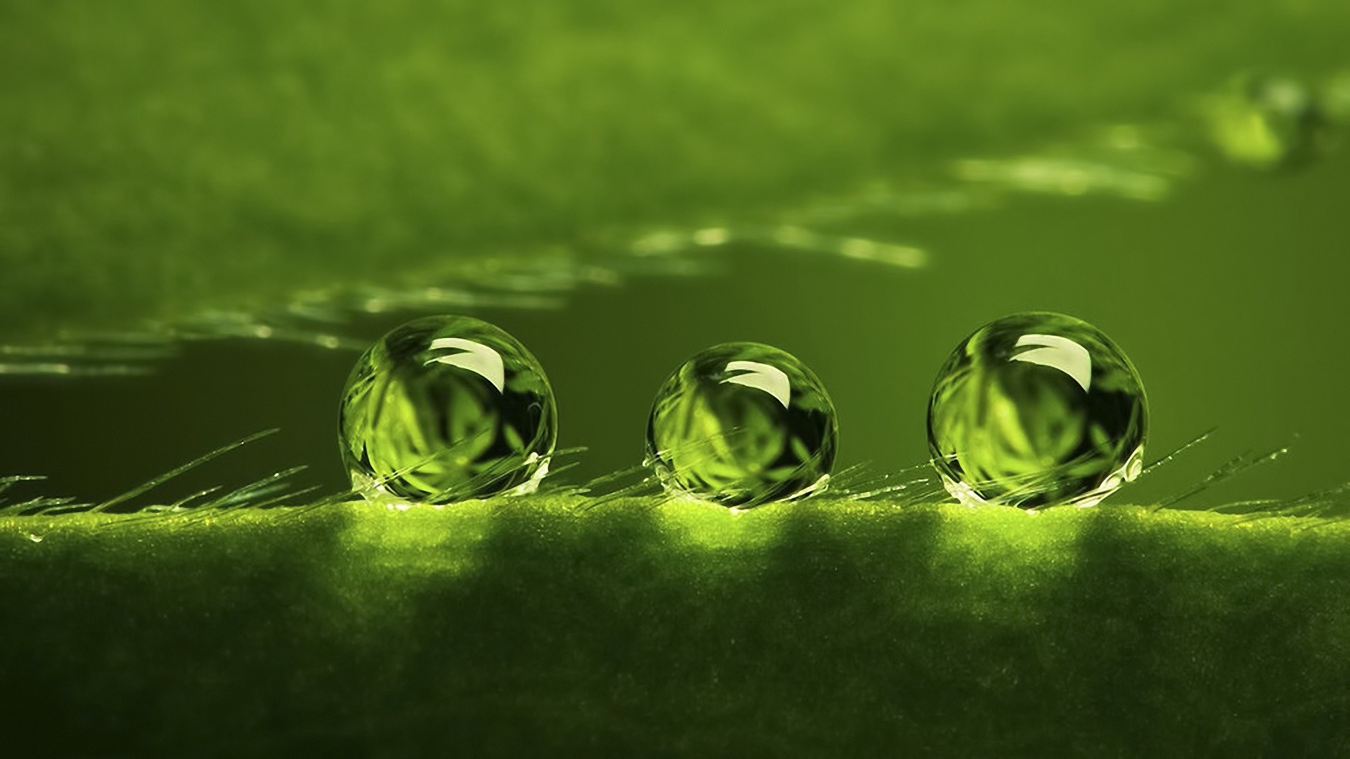 General 1920x1080 water drops macro plants green background nature