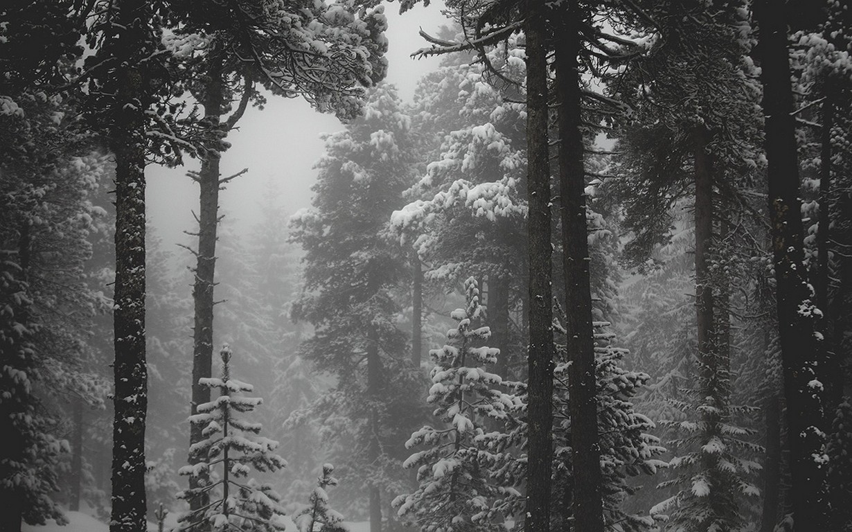 General 1230x768 nature snow forest monochrome winter cold mist trees pine trees gray outdoors