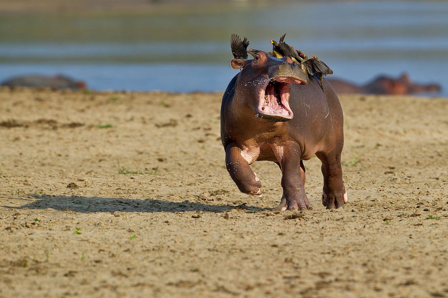General 1440x960 nature animals photography wildlife hippos running birds muzzles sand shadow depth of field baby animals mammals