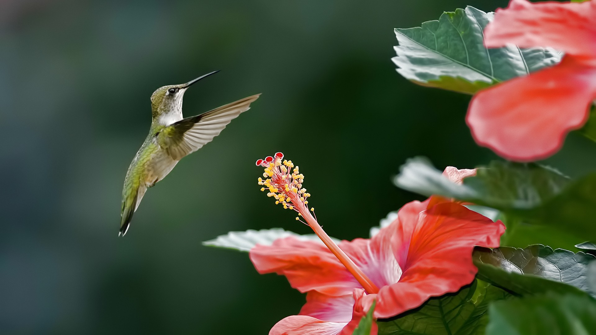General 1920x1080 hummingbirds flowers animals birds plants green background long exposure