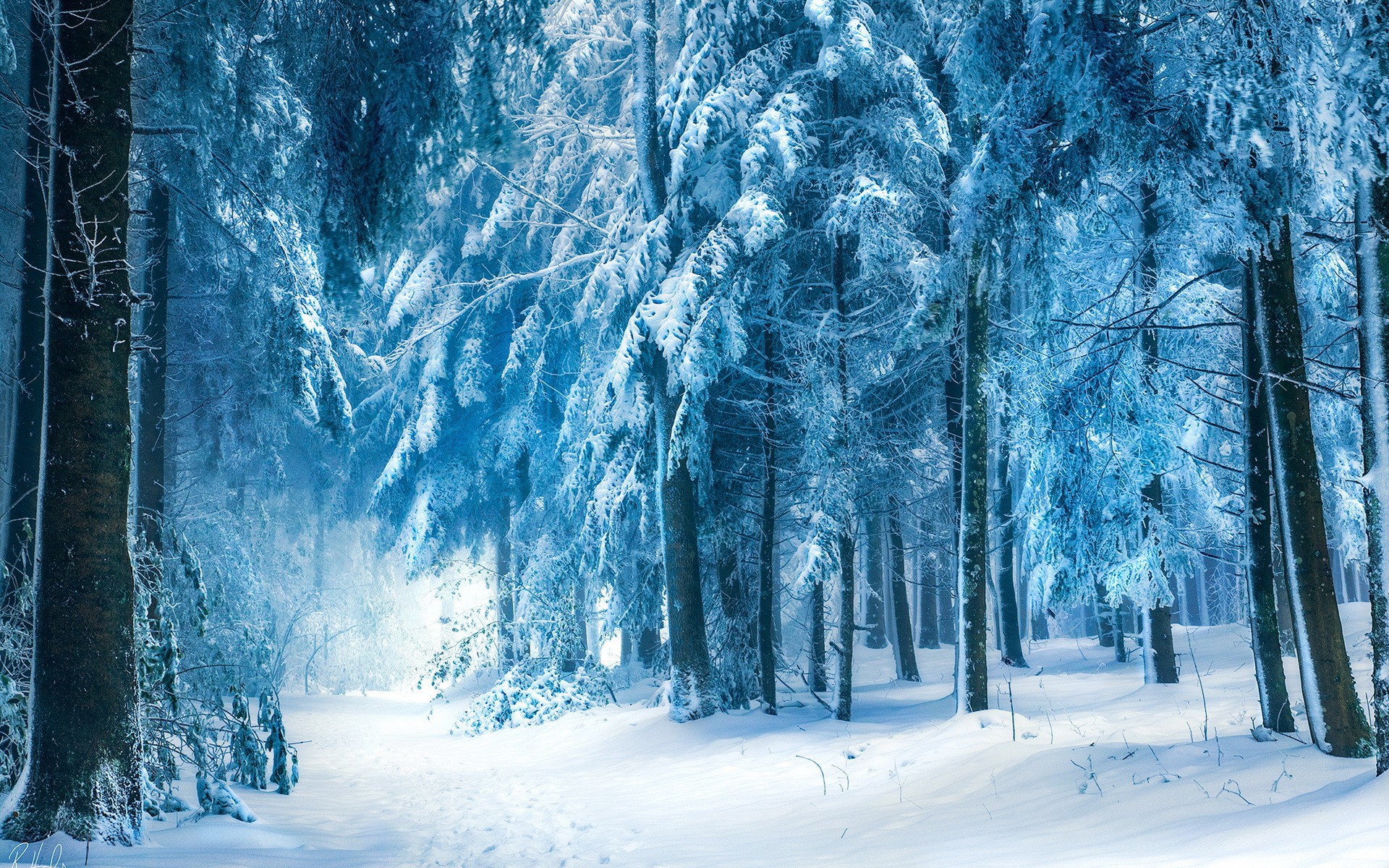 General 1920x1200 nature winter trees outdoors snow cyan forest cold ice