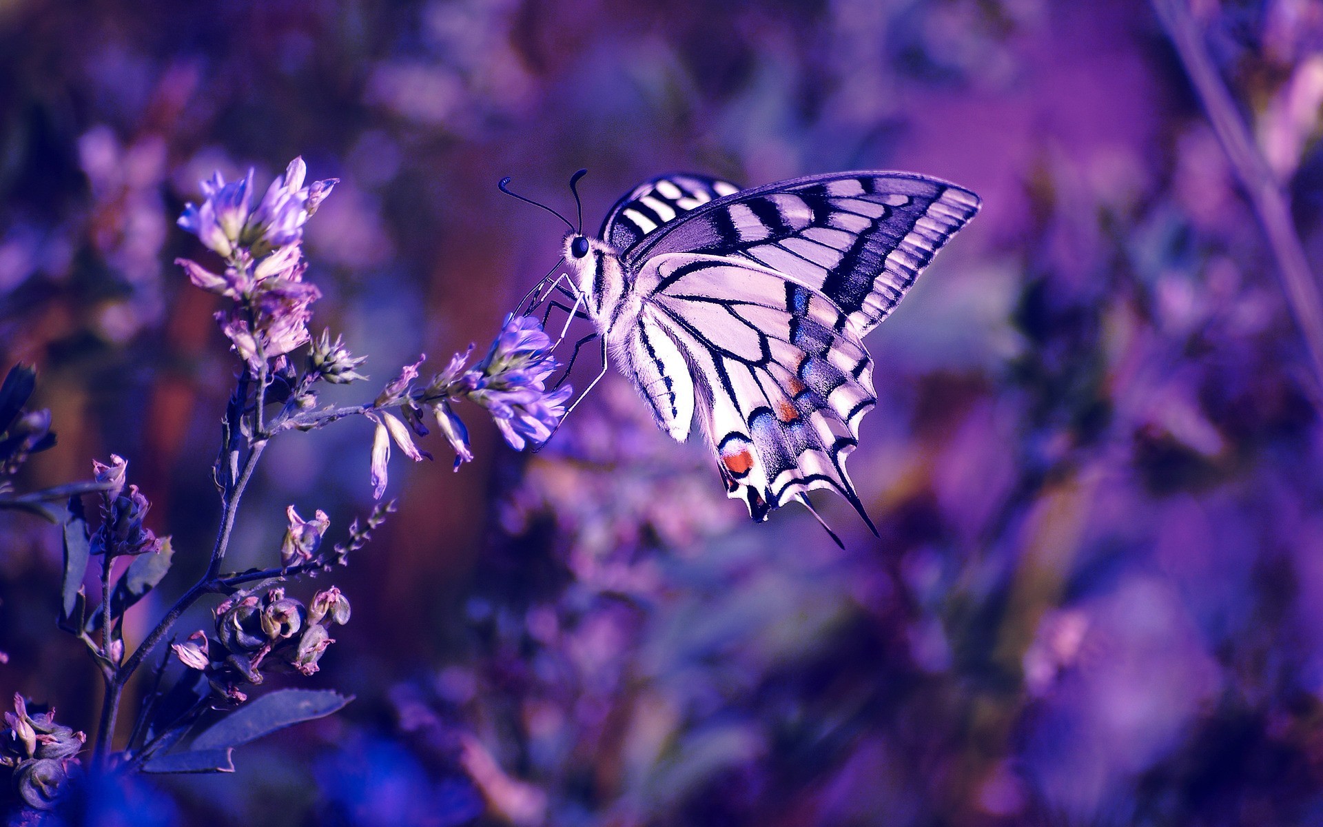 General 1920x1200 butterfly flowers insect animals purple plants closeup macro