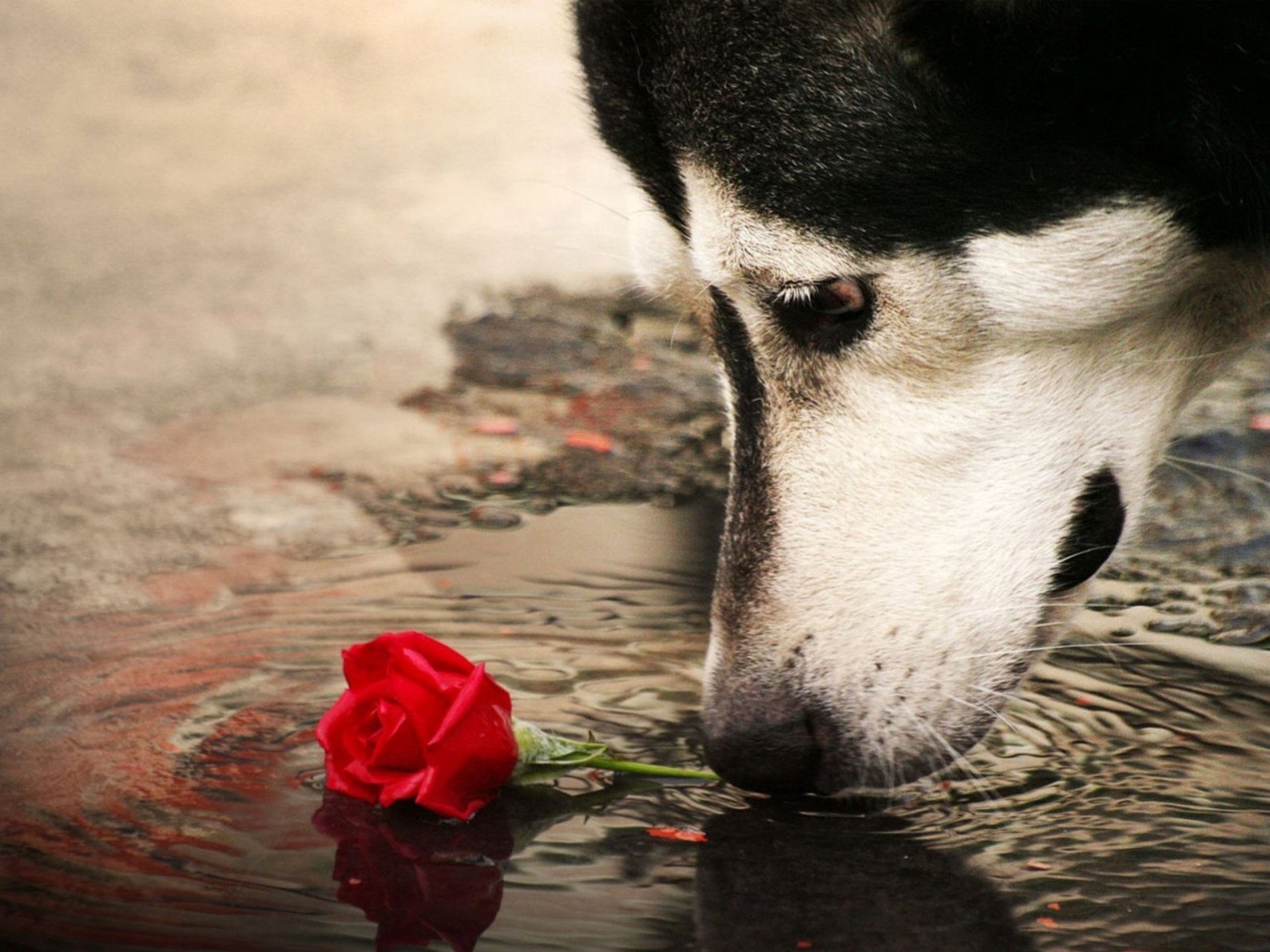 General 2560x1920 Siberian Husky  dog rose animals ripples mammals flowers water plants closeup