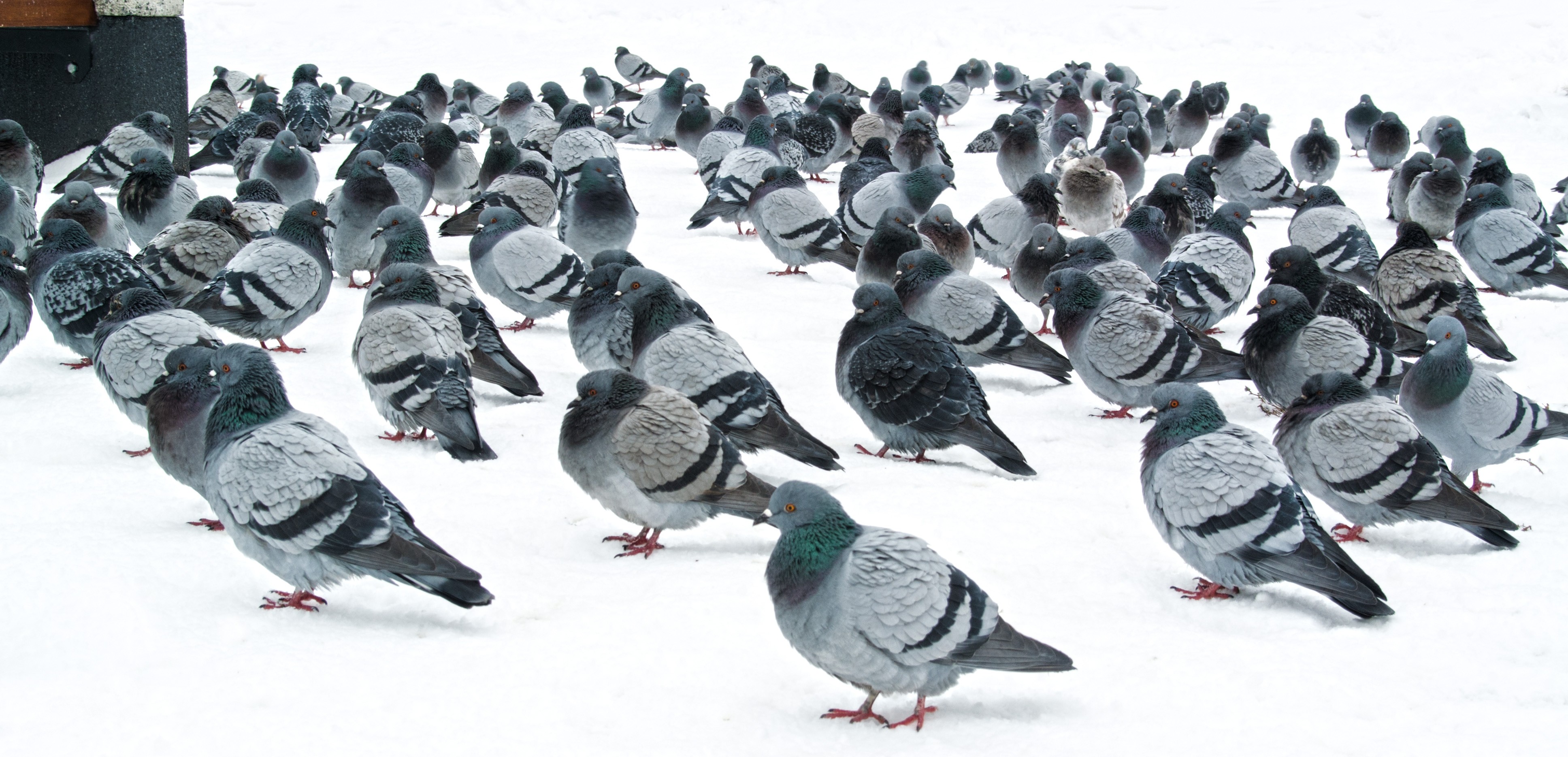 General 3872x1869 pigeons snow animals birds