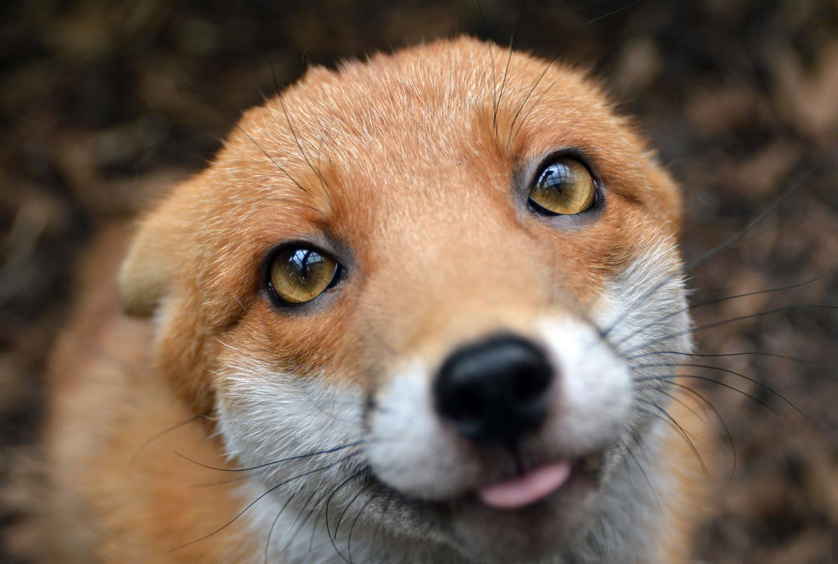 General 1200x808 fox animals nature closeup mammals tongue out animal eyes