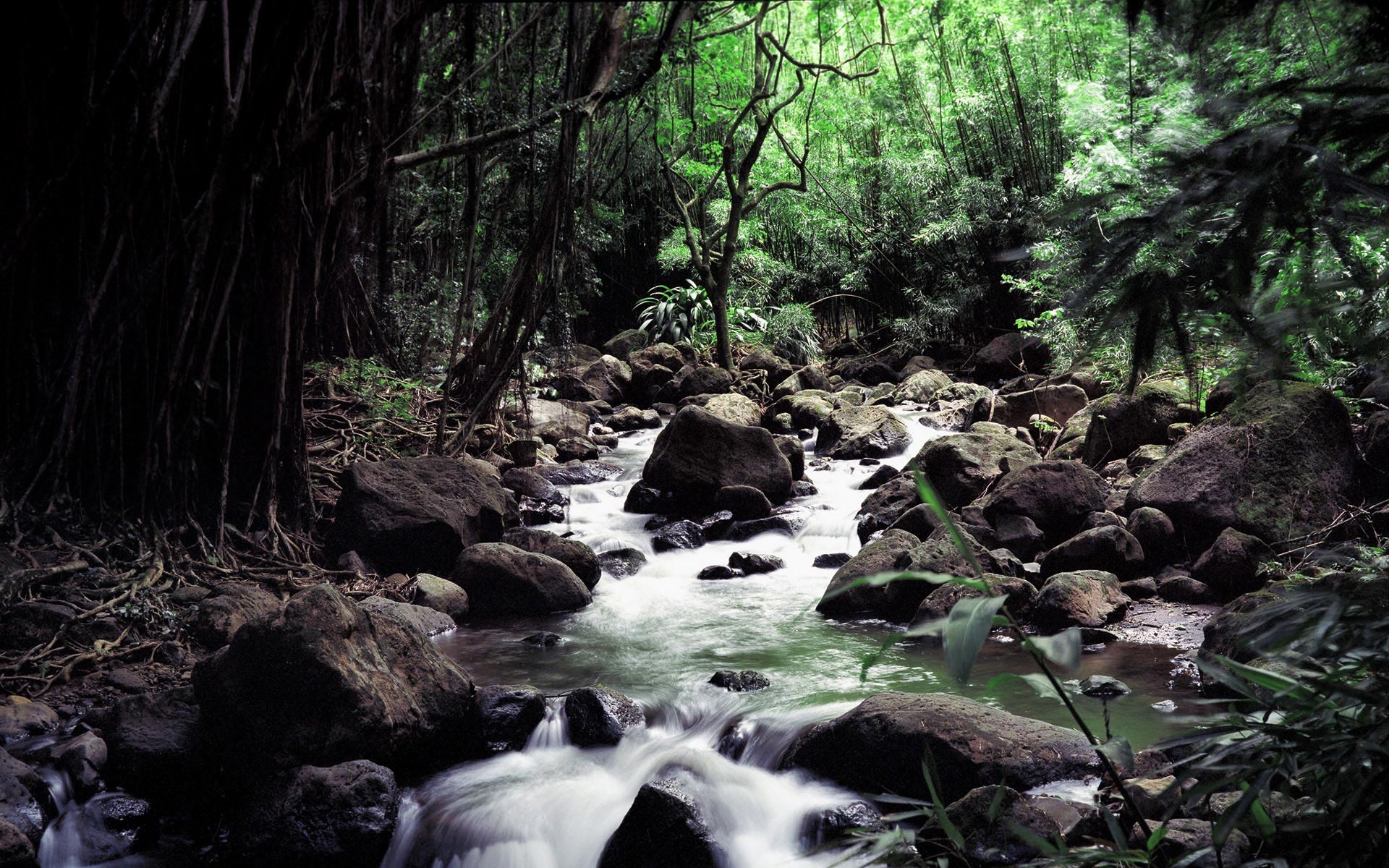 General 1920x1200 river forest rocks jungle stream water nature