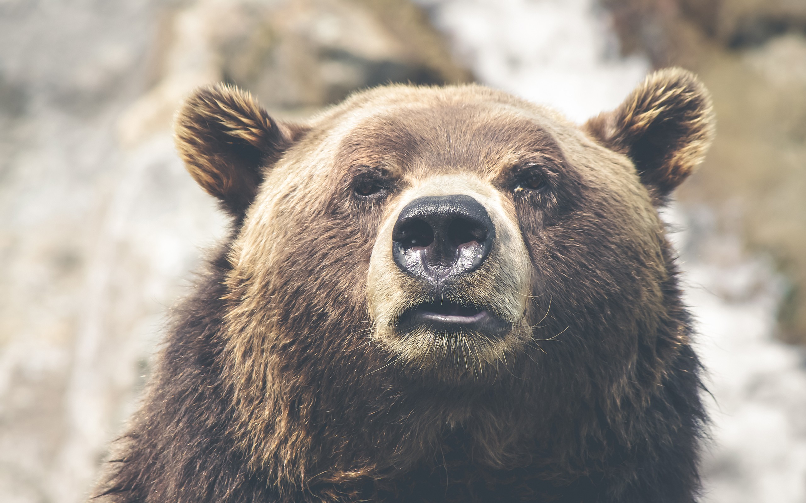 General 2560x1600 bears face animals portrait looking at viewer depth of field