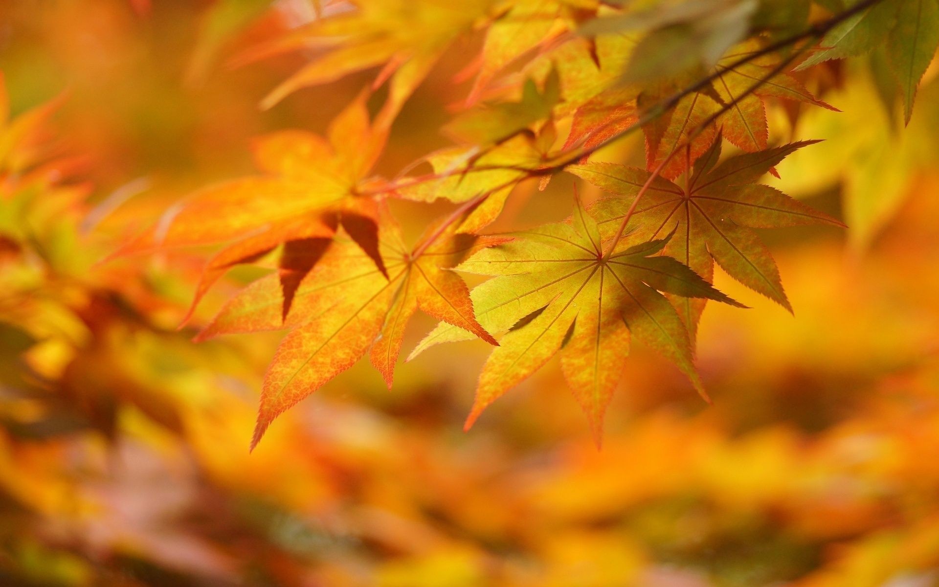 General 1920x1200 leaves fall red leaves nature plants