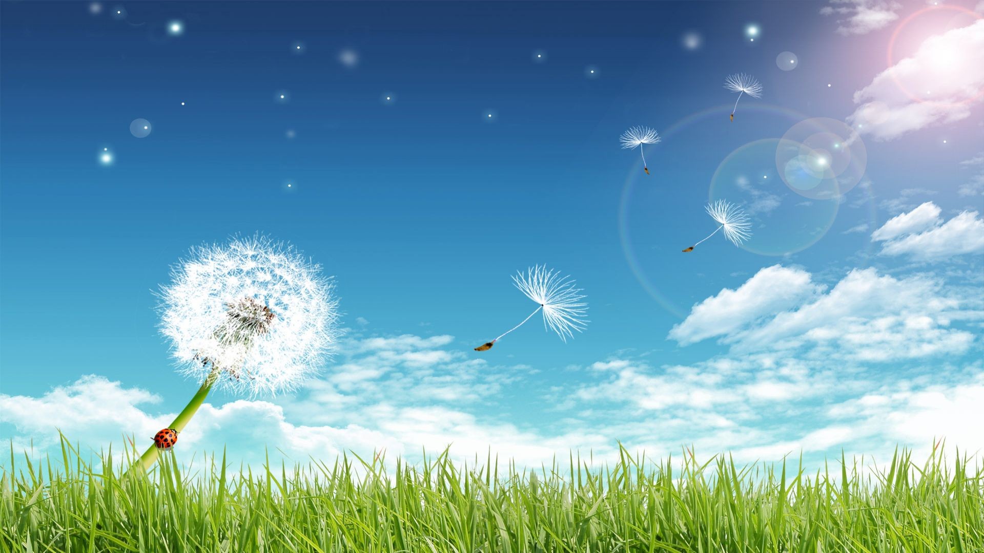 General 1920x1080 sky grass plants digital art flowers bug insect