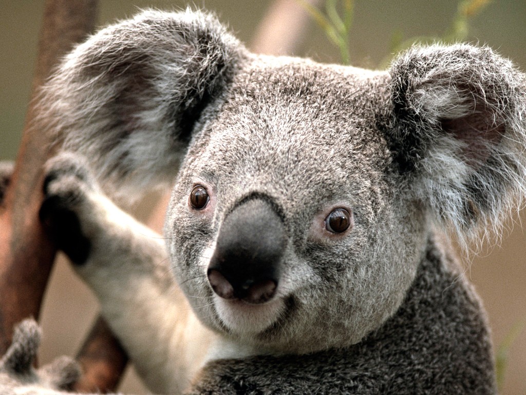 General 1024x768 koalas animals mammals nature closeup