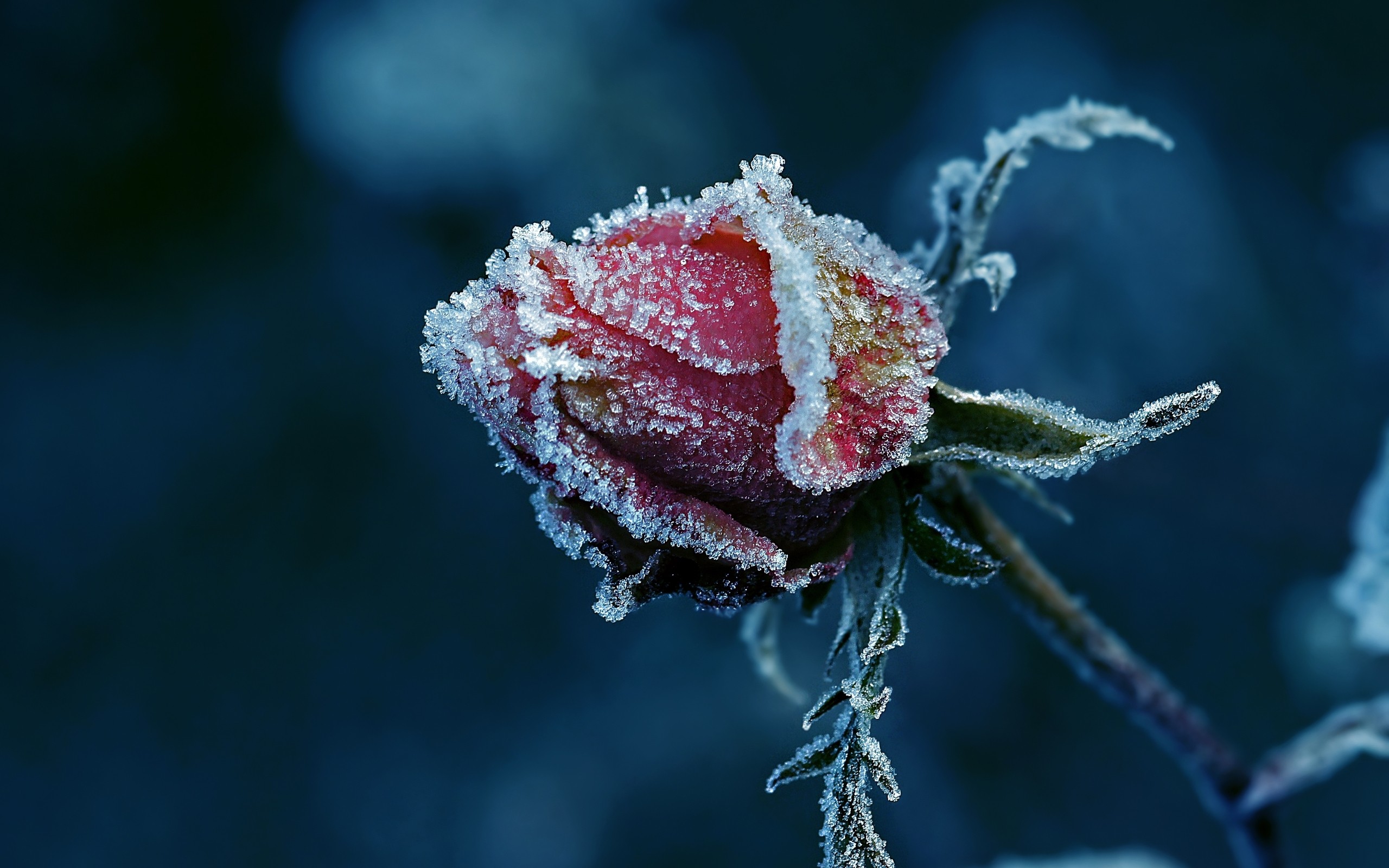 General 2560x1600 rose frost macro ice flowers plants cold red flowers
