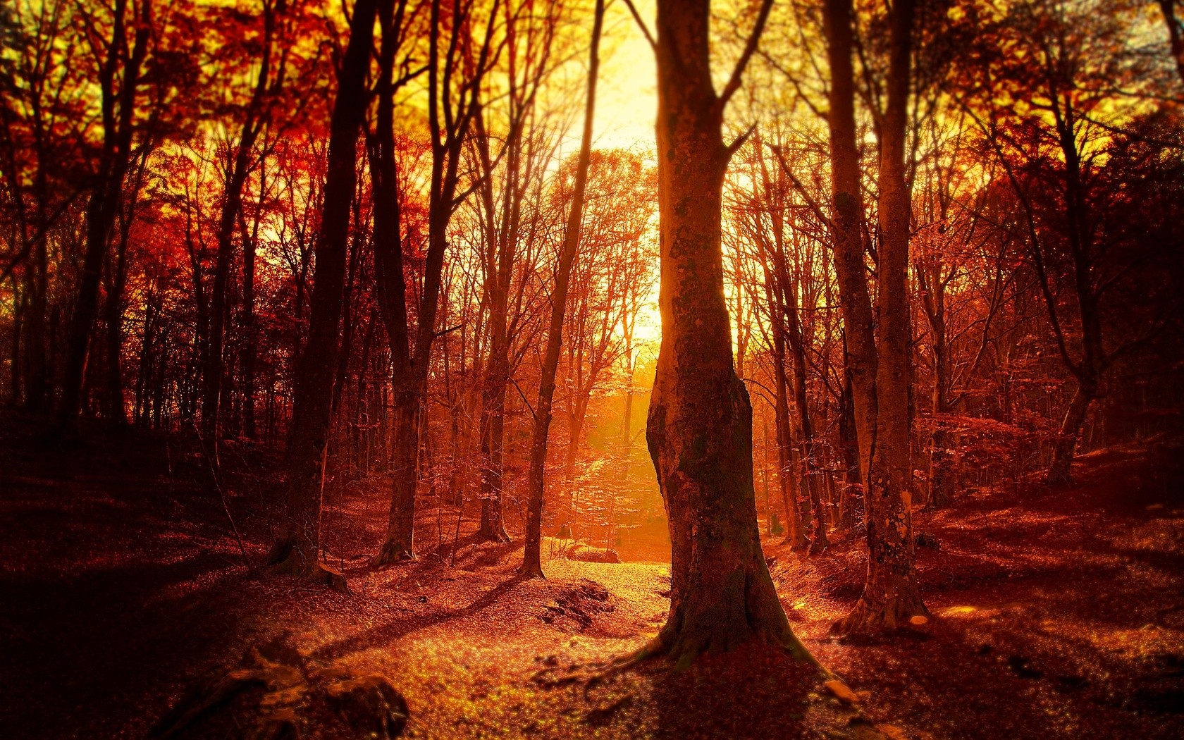 General 1680x1050 fall sunset forest trees sunlight nature outdoors