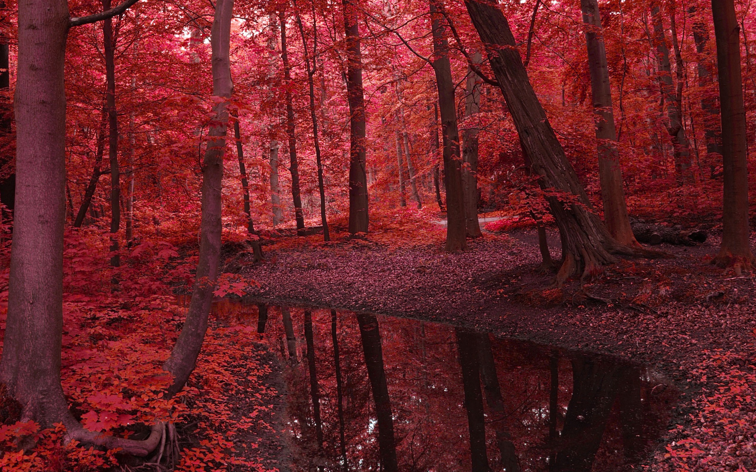 General 2560x1600 red fall forest trees nature stream