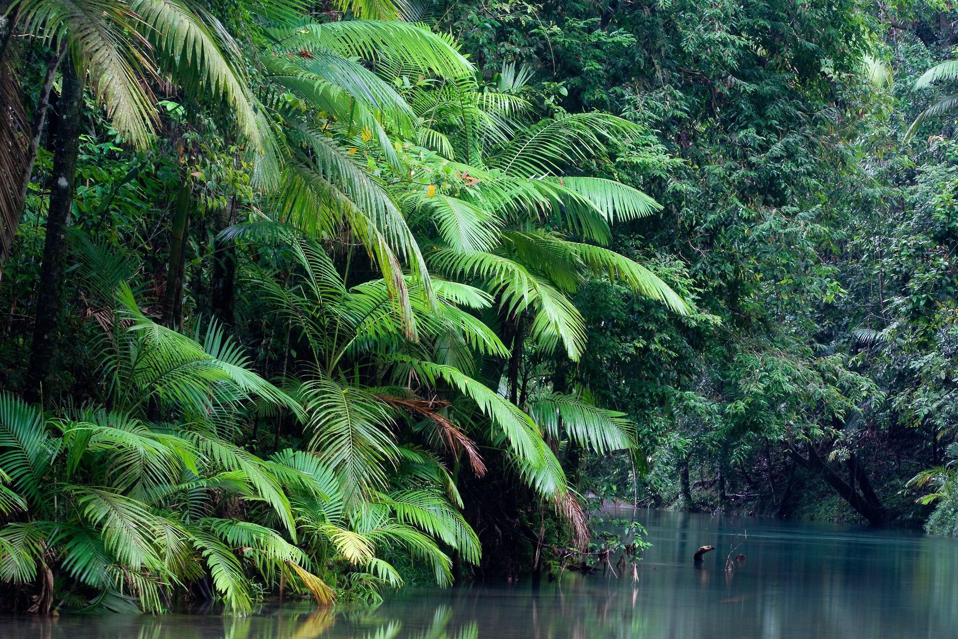 Влажные субтропические леса климат. Национальный парк Дейнтри. Лес Дейнтри Австралия. Парк Дейнтри в Австралии. Тропический лес Дейнтри Австралия.