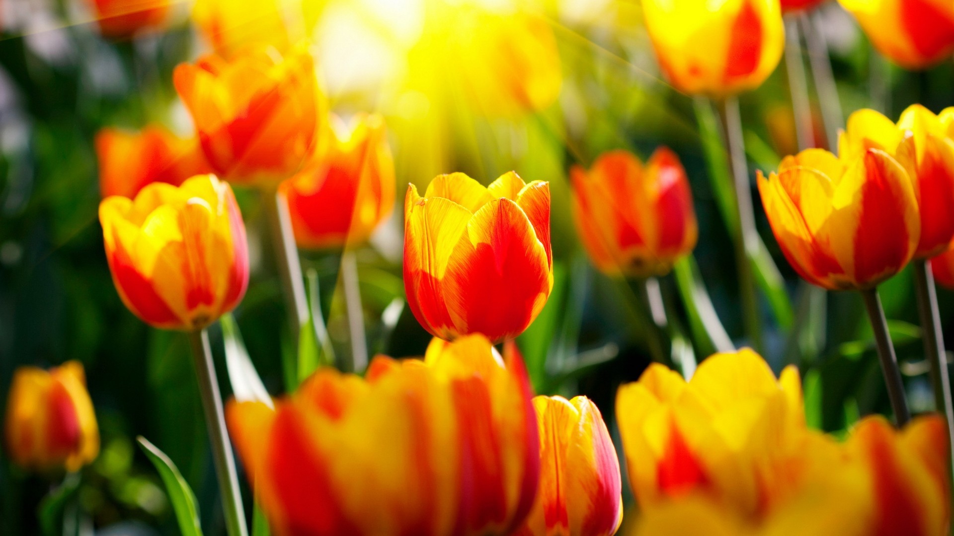 General 1920x1080 plants tulips flowers outdoors yellow flowers sunlight