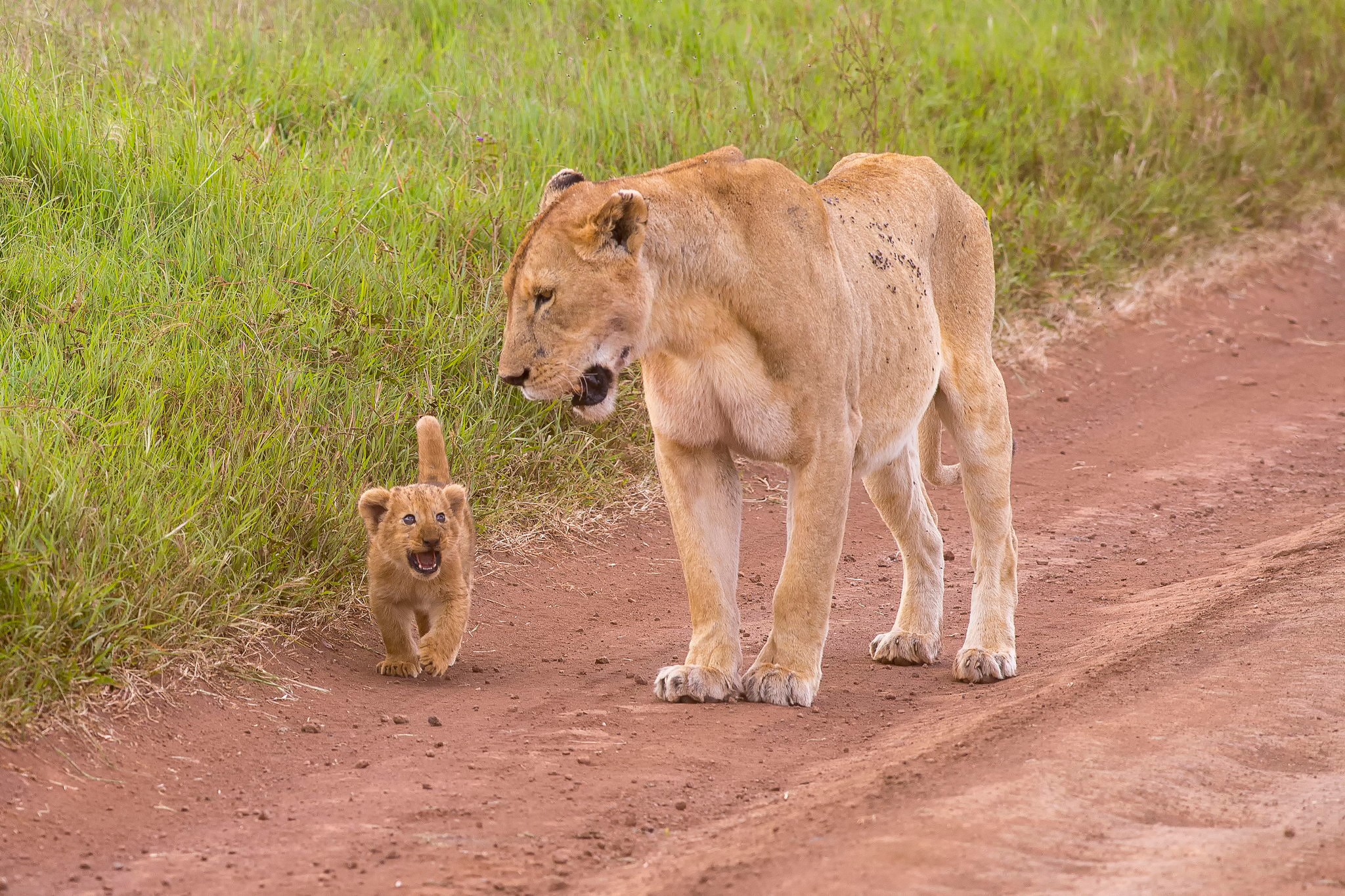 General 2048x1365 lion animals baby animals nature wildlife dirt mammals