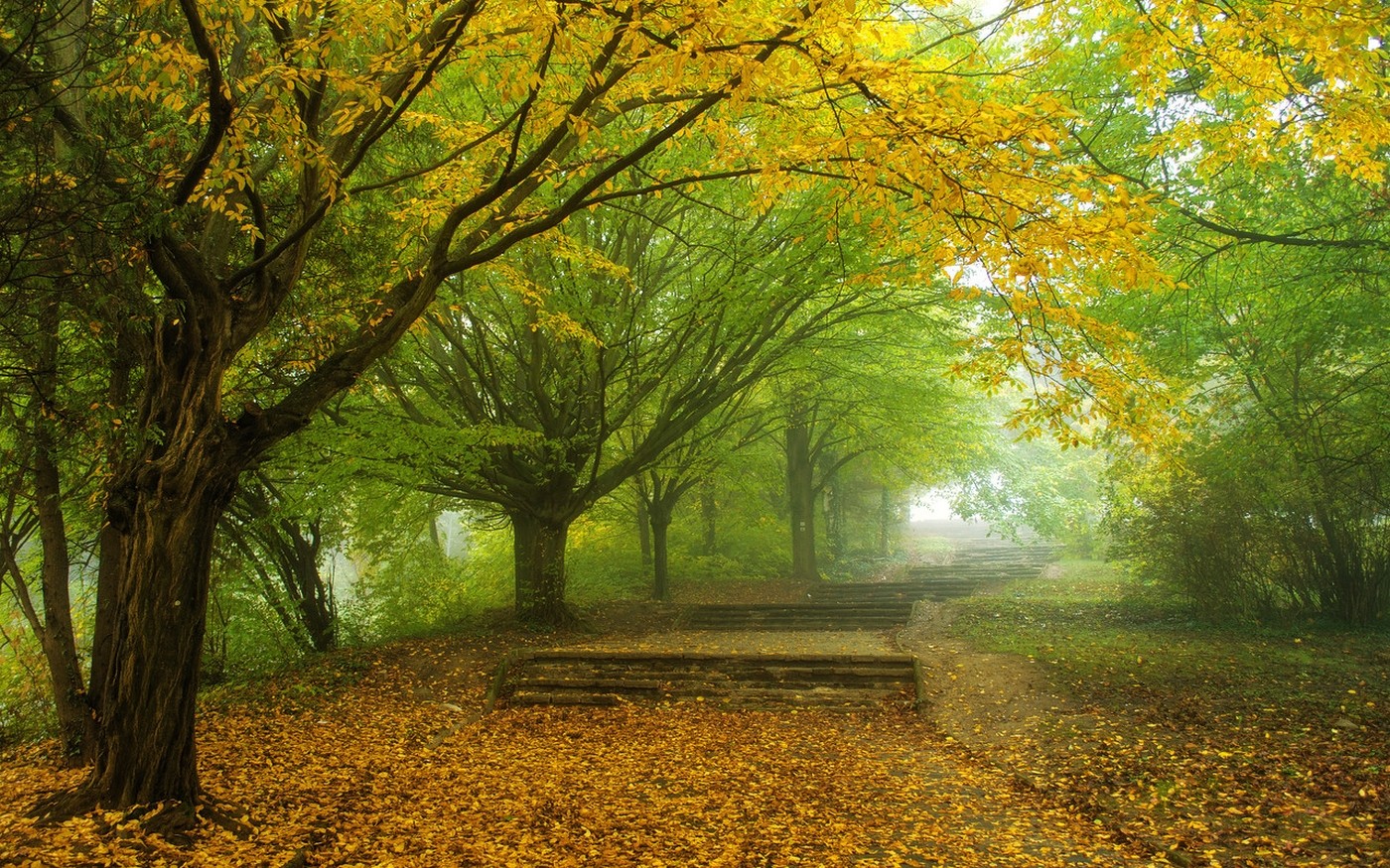 General 1400x875 nature mist morning trees fall leaves park yellow green path walkway fallen leaves plants