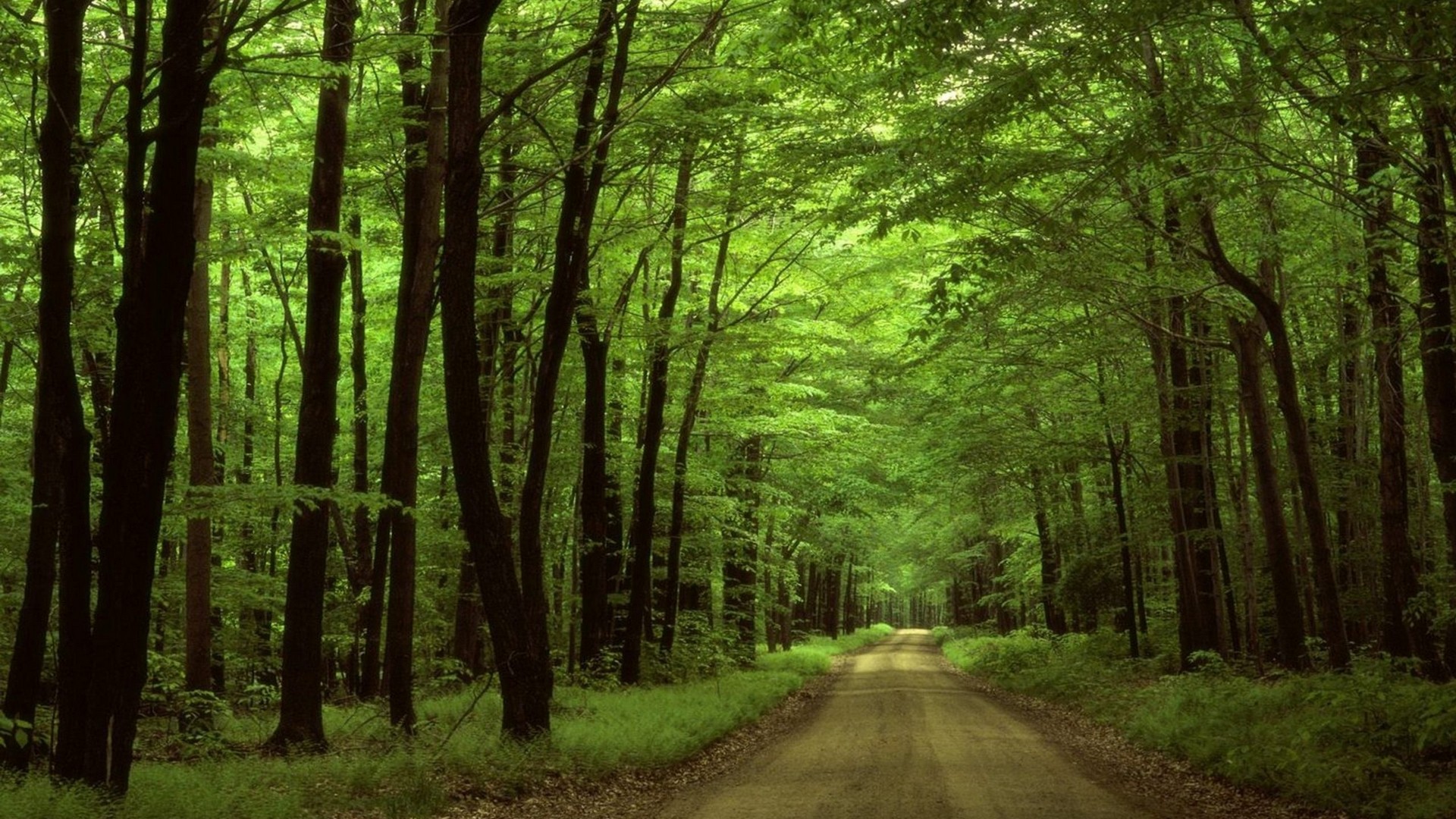 General 1920x1080 trees road forest dirt road outdoors plants