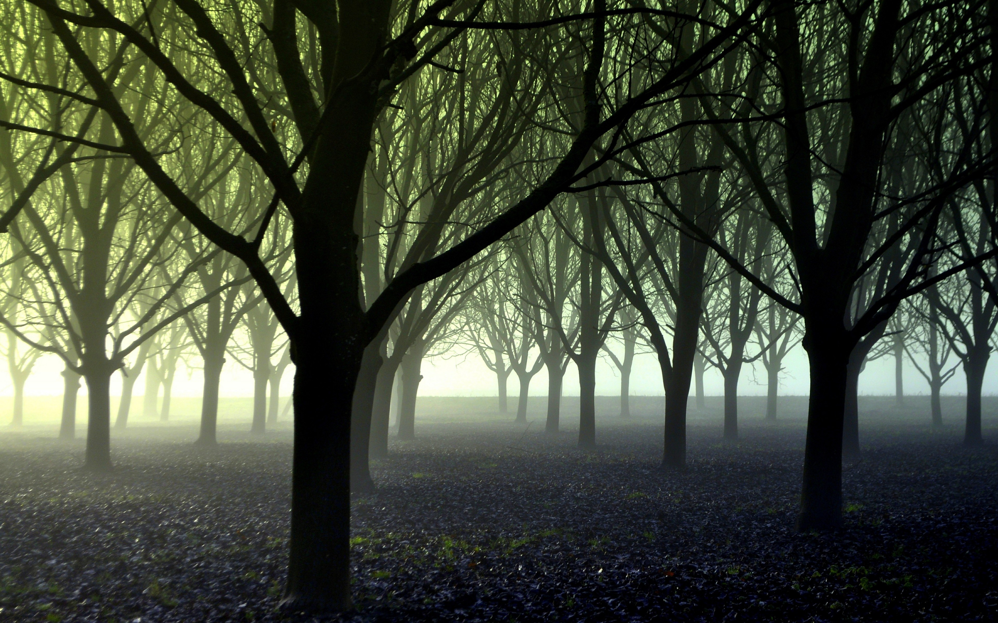 General 3840x2400 photography trees forest mist green nature