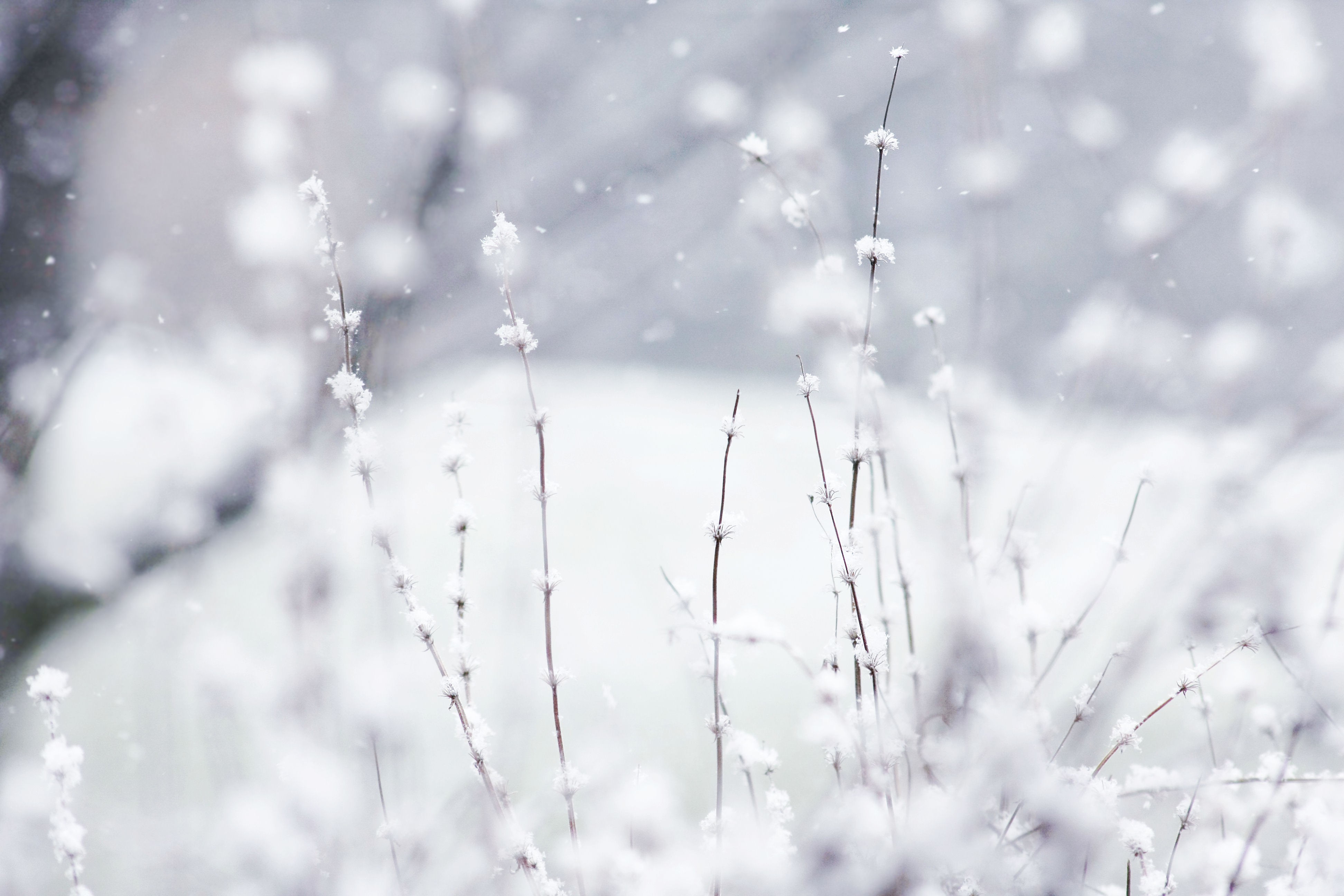 General 3888x2592 photography nature depth of field plants snow winter